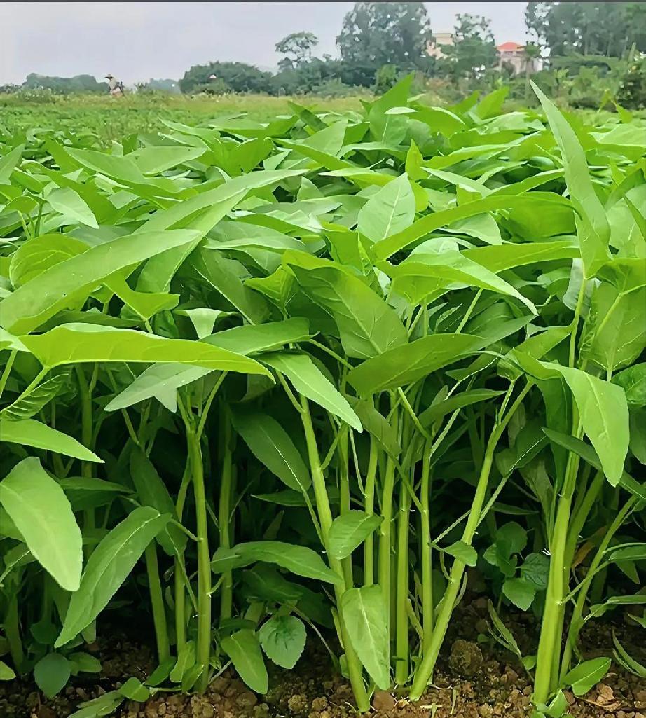 空心菜：家常平价养生好菜
 
空心菜又叫蕹菜，是四季常见的家常绿叶菜，鲜嫩爽口、