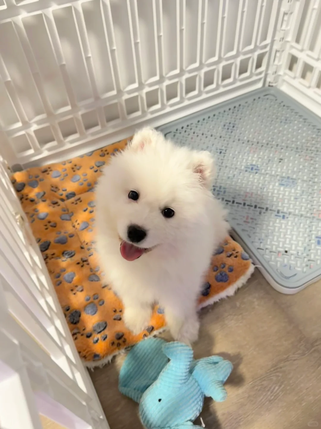 萨摩耶🆚 萨摩不耶