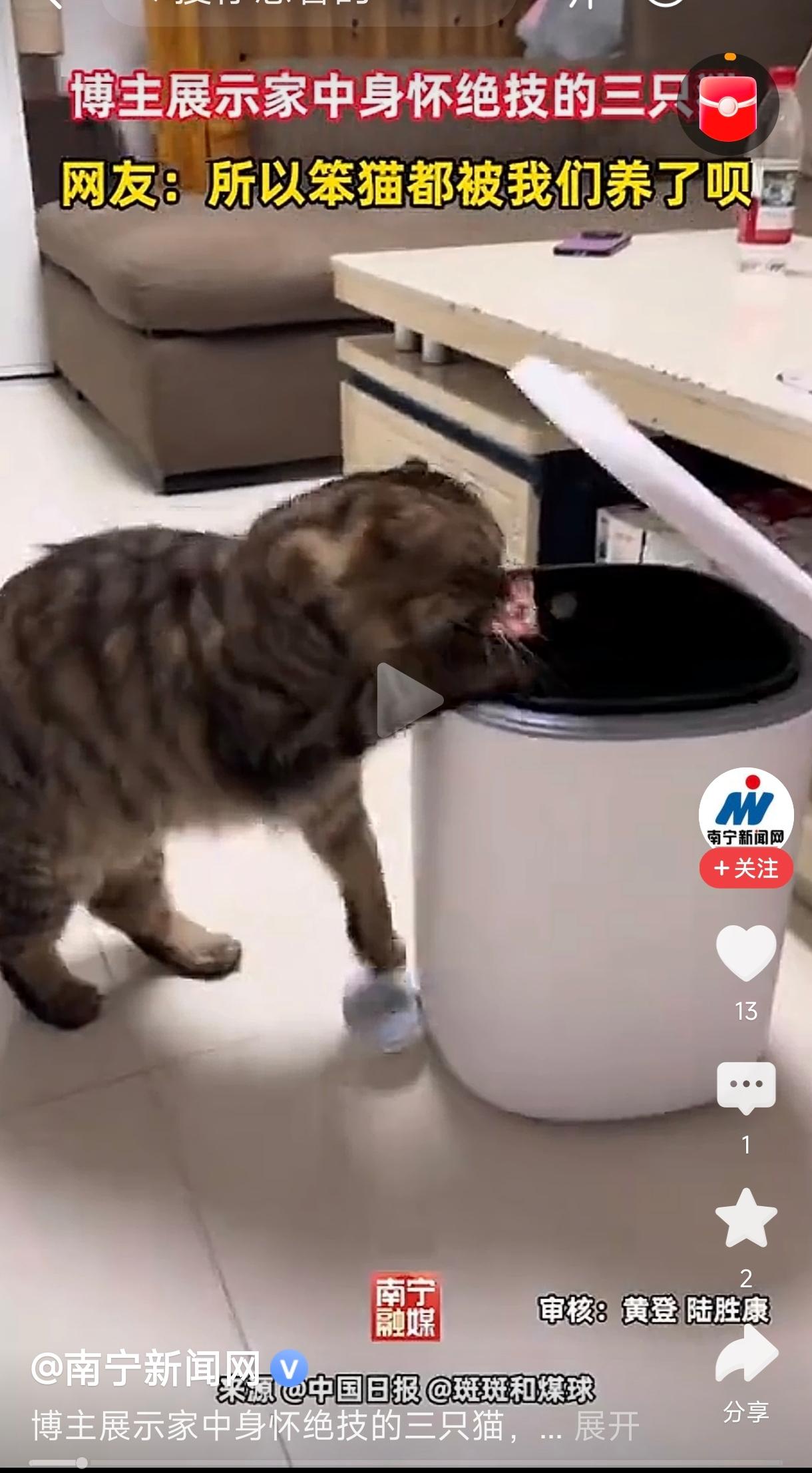 这段内容描述的是一位博主养了三只猫，其中一只是“秀才”，另外两只是“武状元”，用