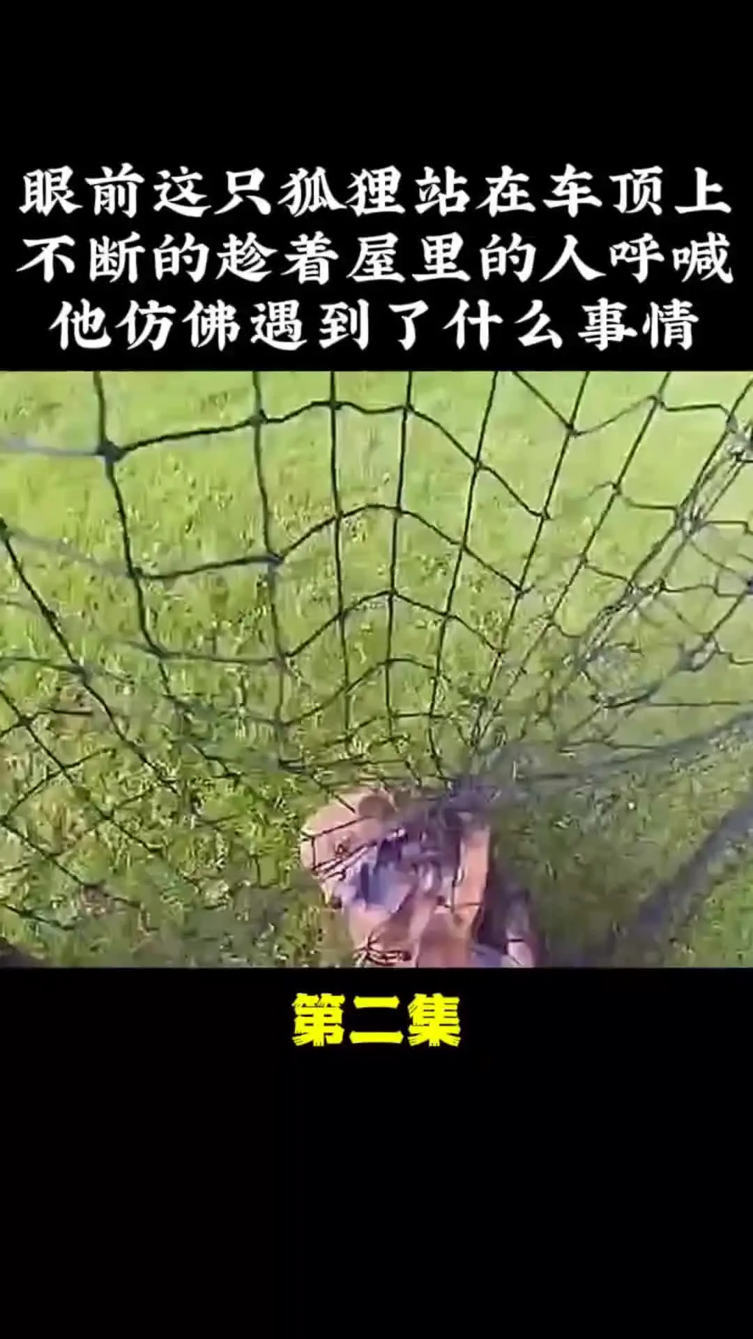 动物解说 动物世界 动物的迷惑行为