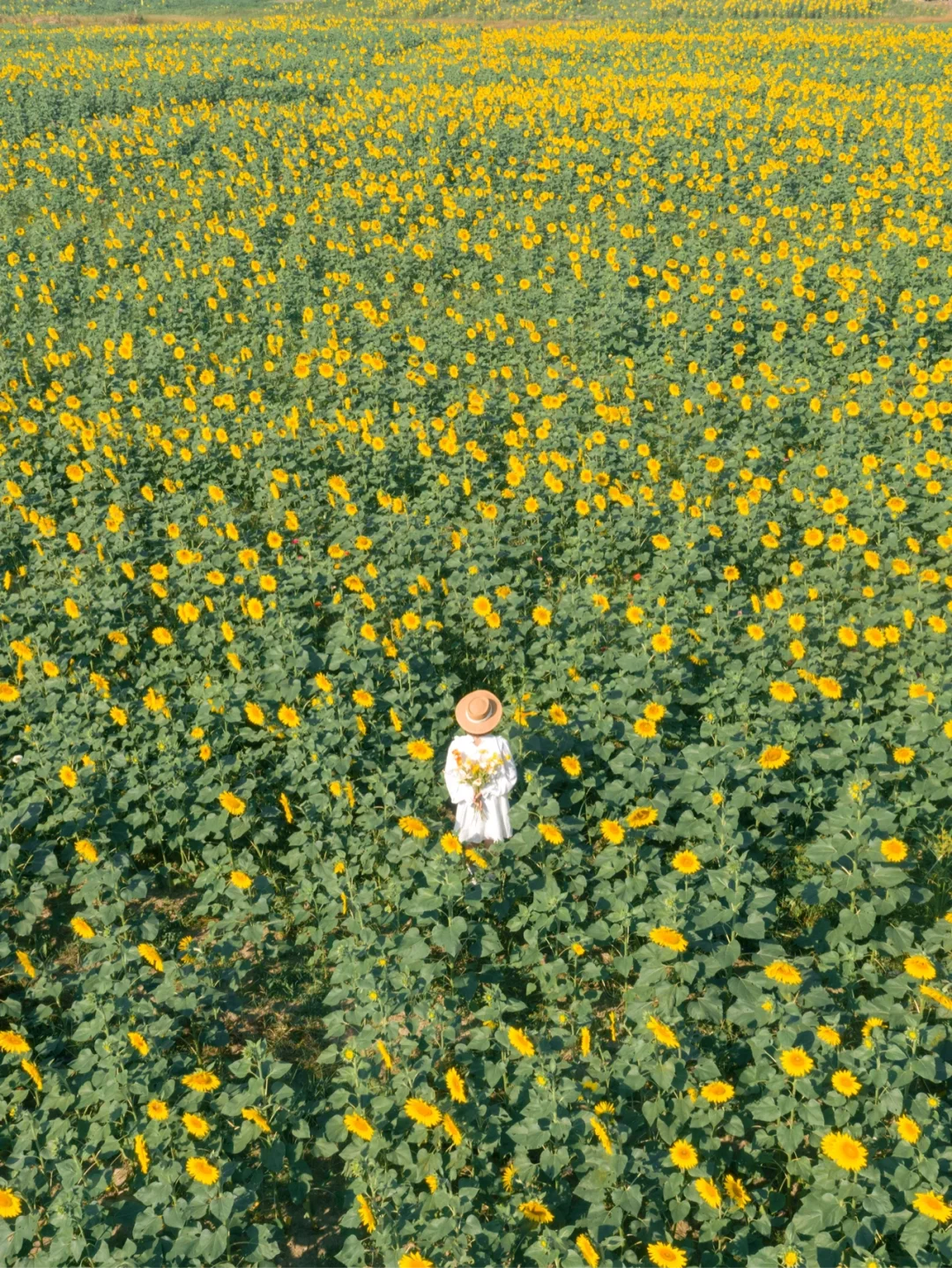 杭州地铁直达还免费的千亩向日葵花海和粉黛