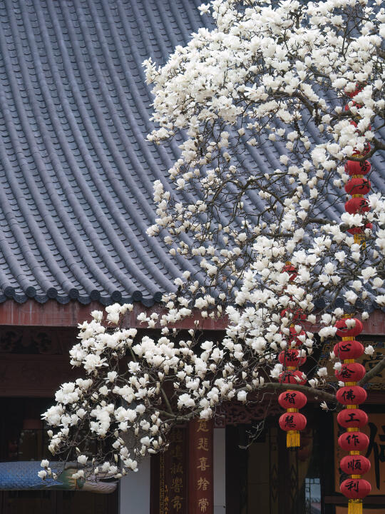 错过再等一年！法喜寺500年玉兰即将盛开！