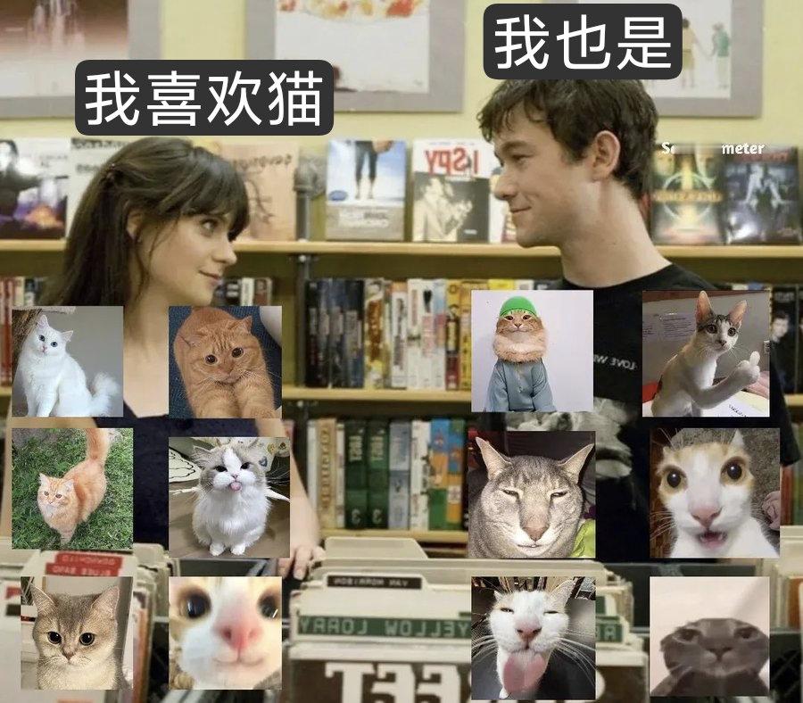 我喜欢猫。 