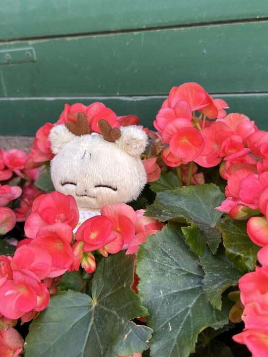 🌺麻薯花仙子🧚🏻🇲🇴