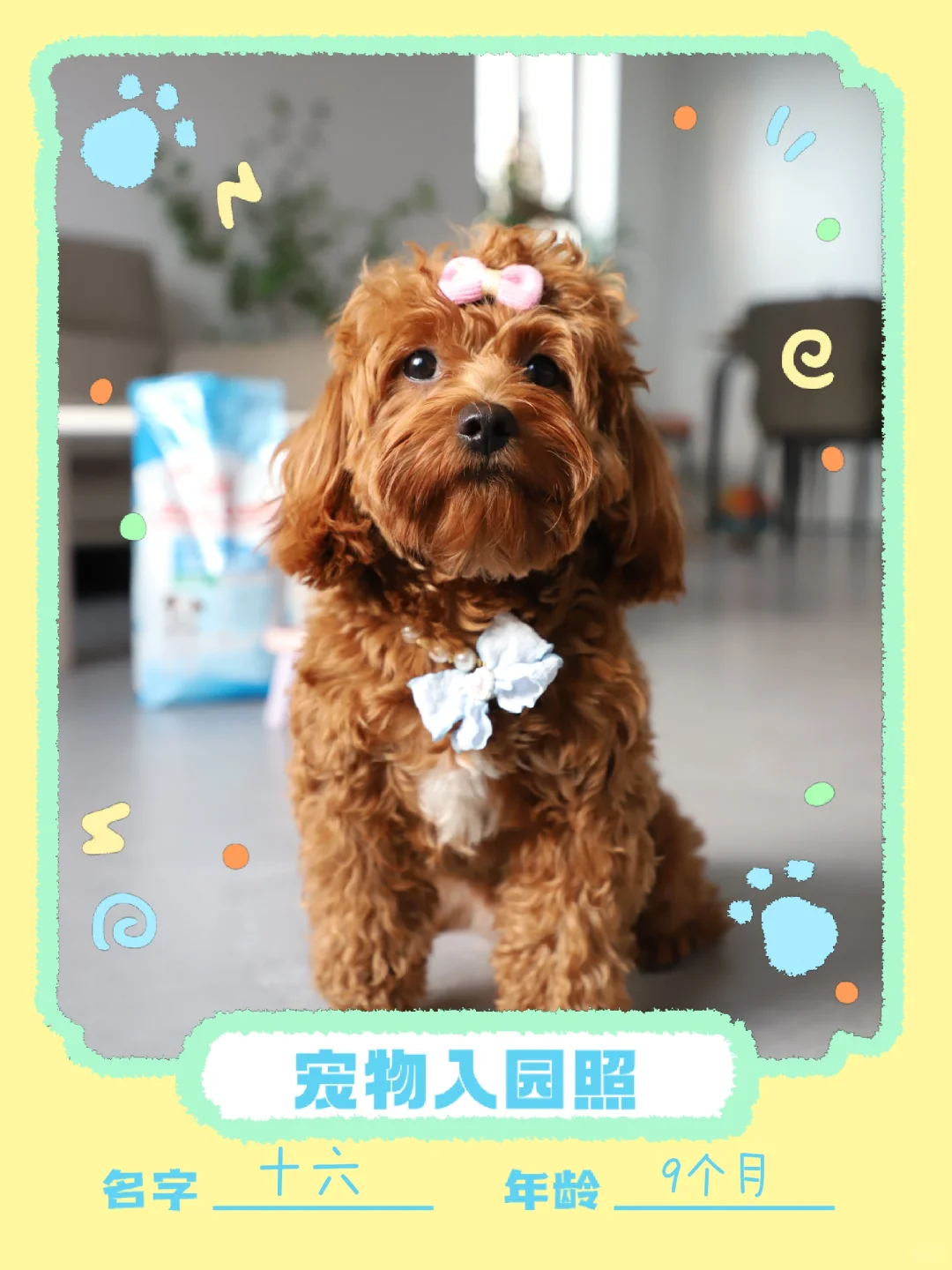 阔爱狗狗🐶