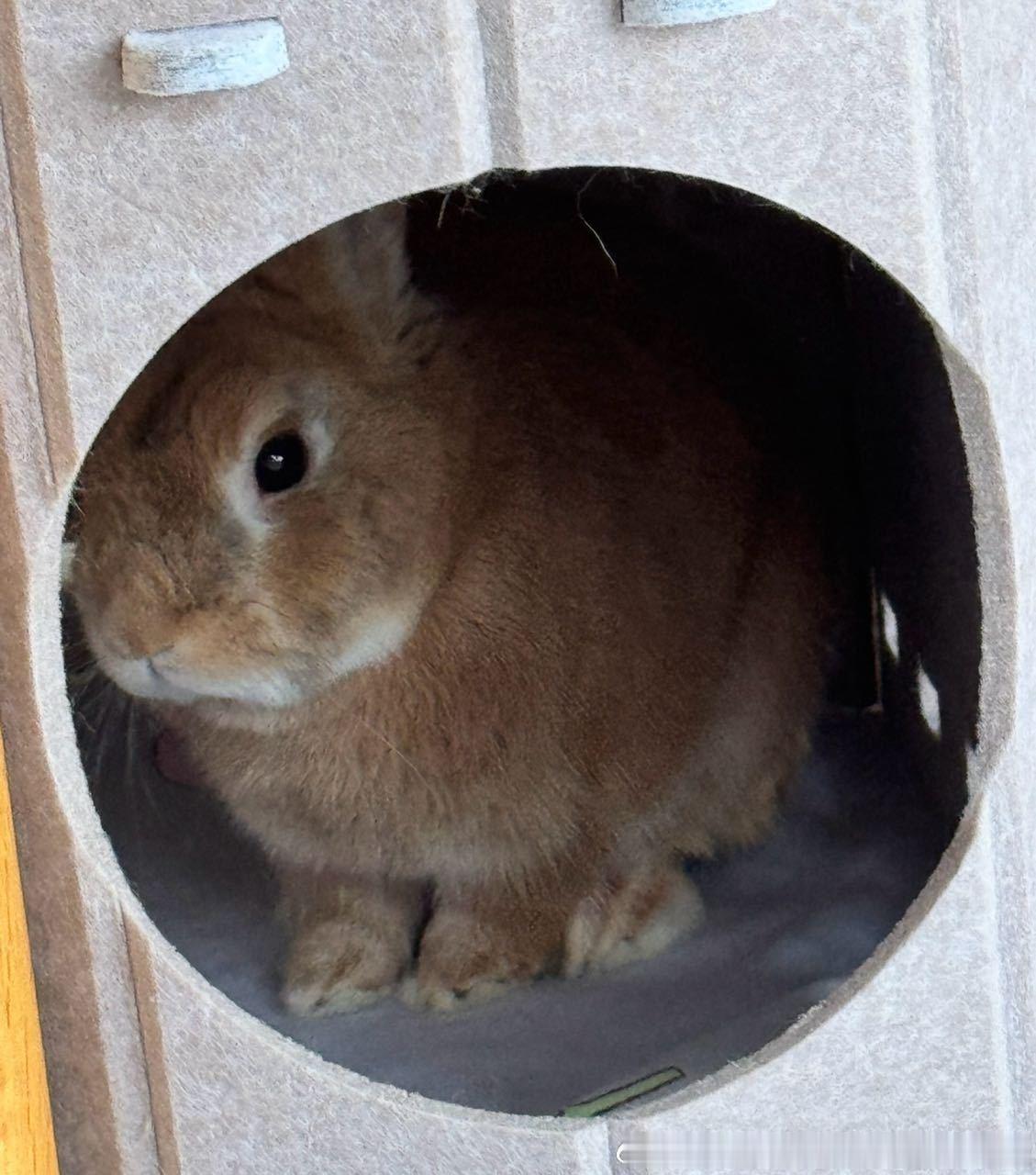 14389🐇【救命啊】山洞里有猛兽 