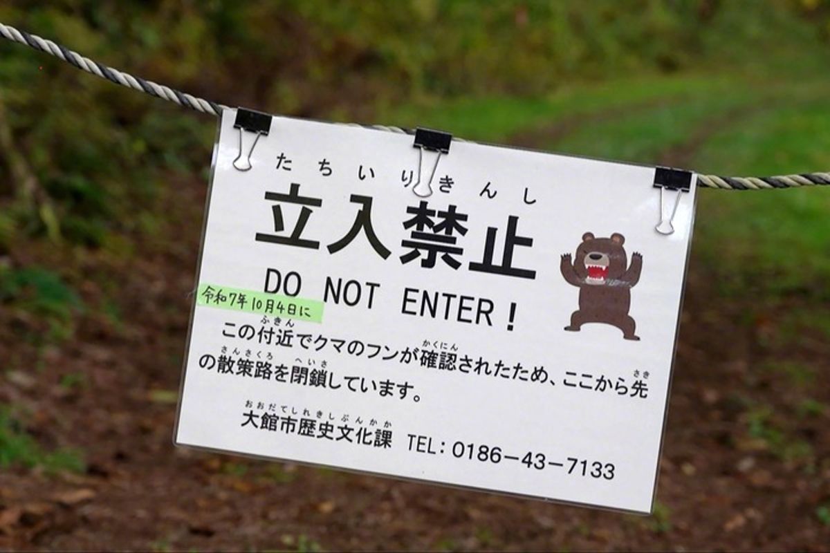 【#日本近期发生疑似熊袭击致死事件#】日本近期接连发生熊袭人事件，并出现疑似熊袭