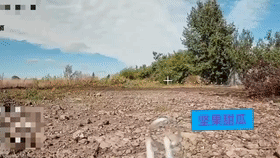 乌克兰的林中阵地危险，俄军一架潜伏的光纤从 FPV 在路边空地蹲点，无意中拍到空