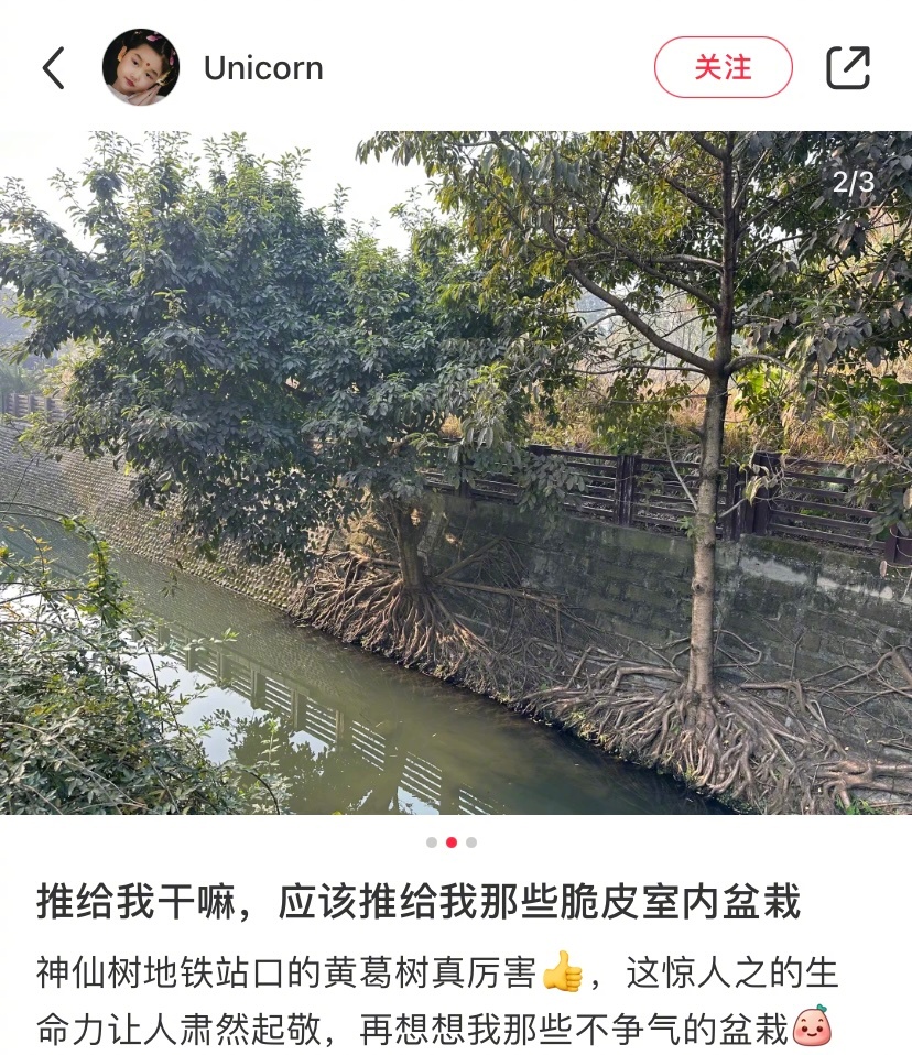 希望我的脆皮盆栽也能这么懂事 