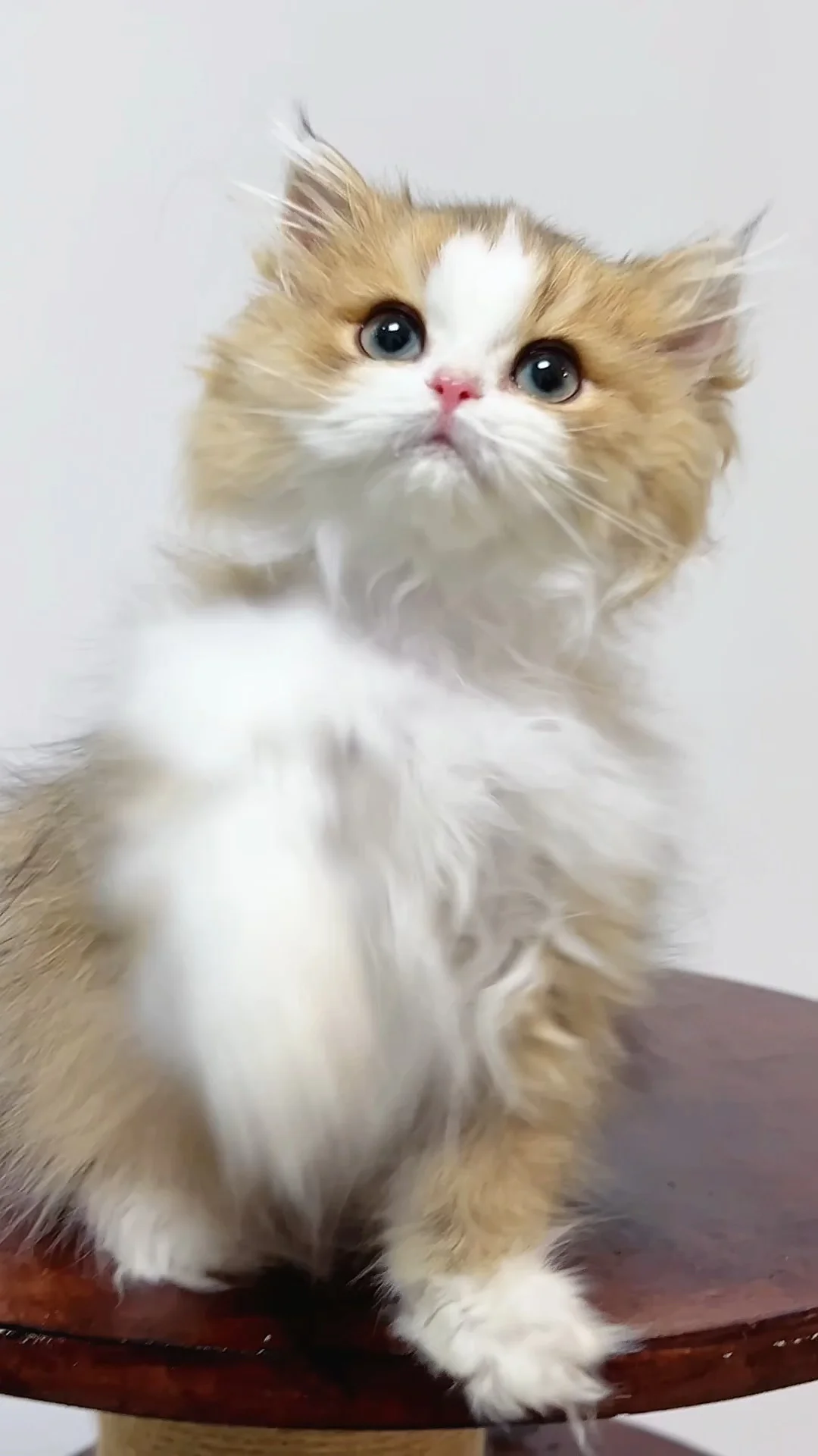 现猫|供暖秃受害者的金加白咖喱弟弟