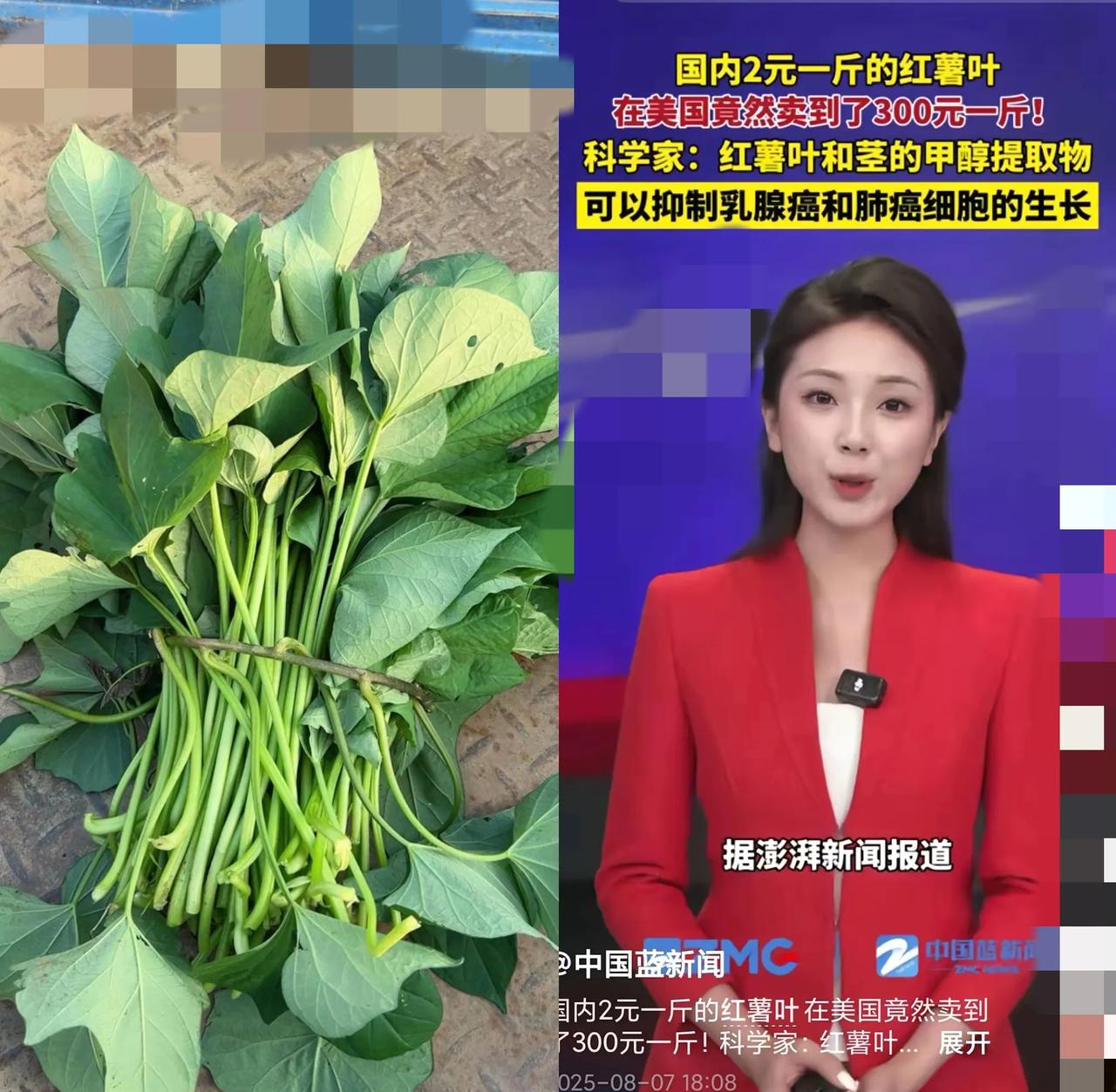 家人们谁懂啊！
      国内2元一斤的红薯叶，在美国居然卖到300元一斤！这