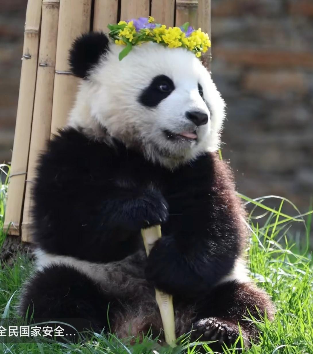 穆粉早安周二早啊，刚做了一个梦，梦到了我又重新回到了小学，但上着高中的课程，不敢