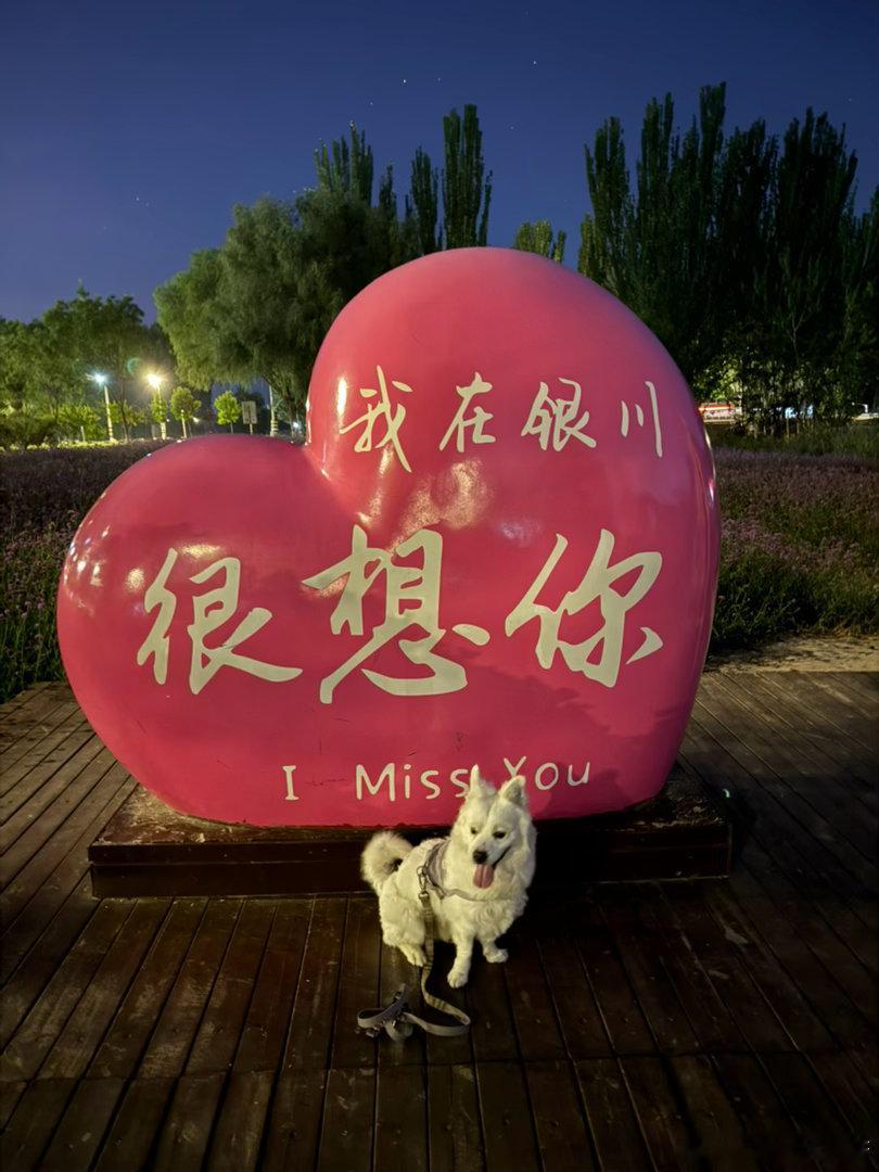 夜游典农河 ​​​