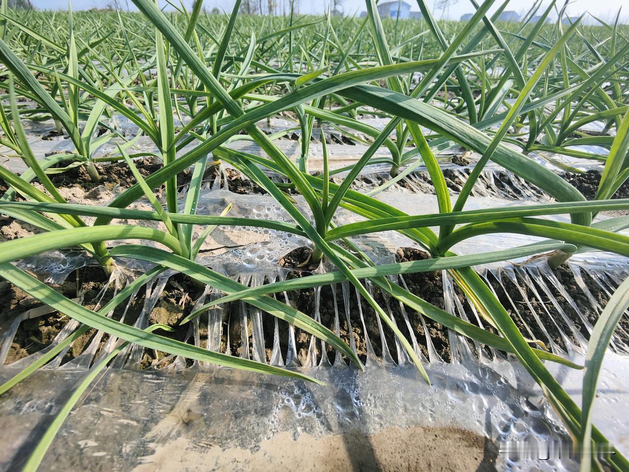 大蒜可不是播种越早，产量越高大蒜最适宜的发芽温度是15～20℃，当温度超过25℃