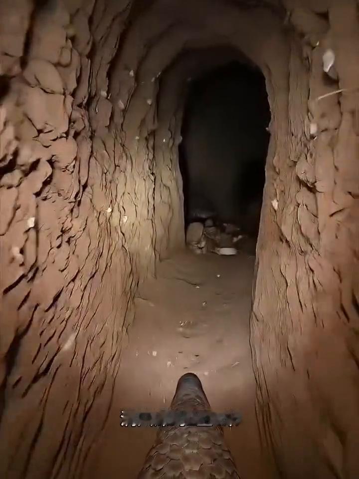 镜头跟随身披鳞甲的穿山甲潜入它的地下王国。它昼伏夜出，嗅觉敏锐，以蚁类为食，是森