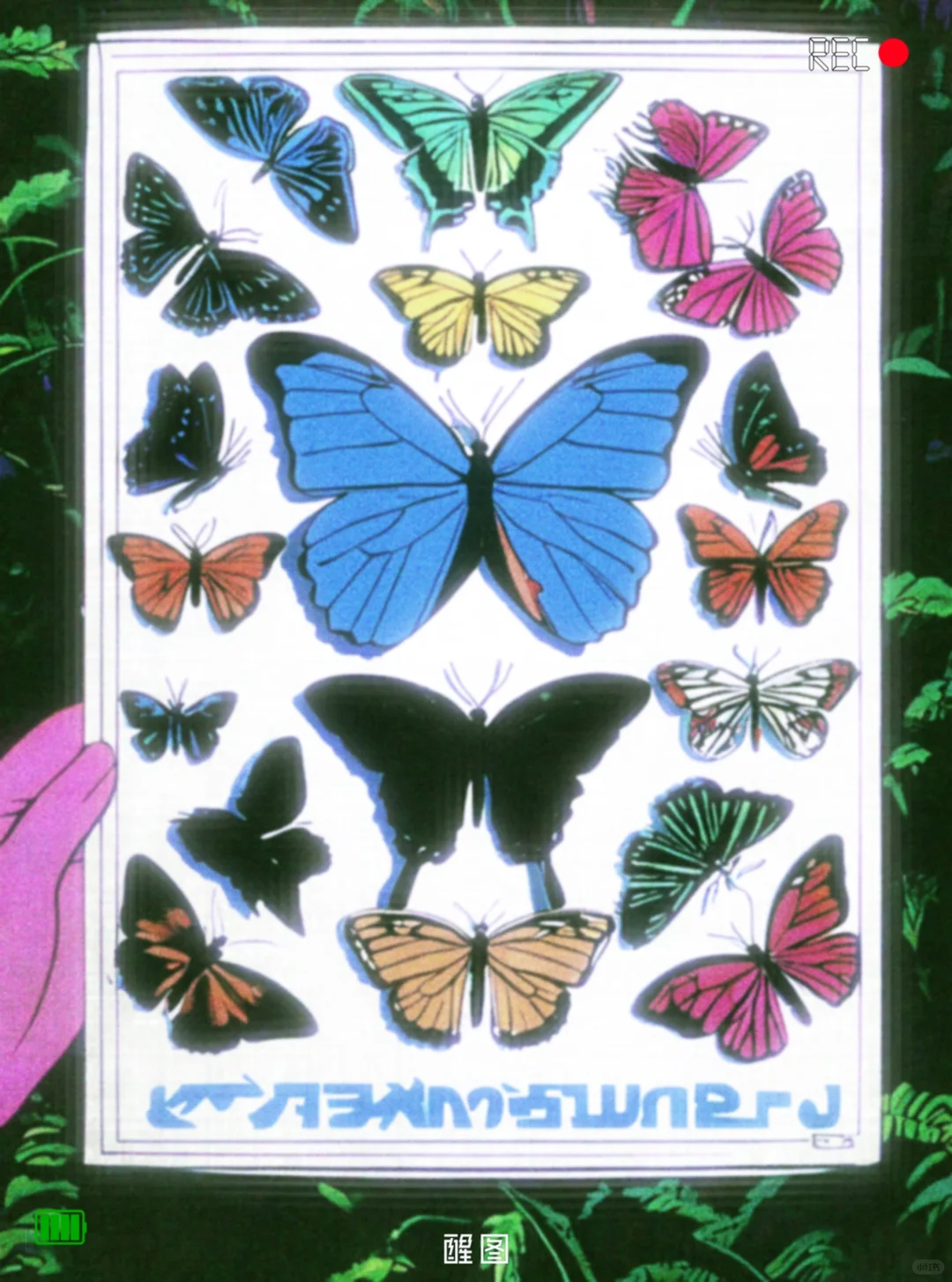 从漫画里走出来的蝴蝶哦～