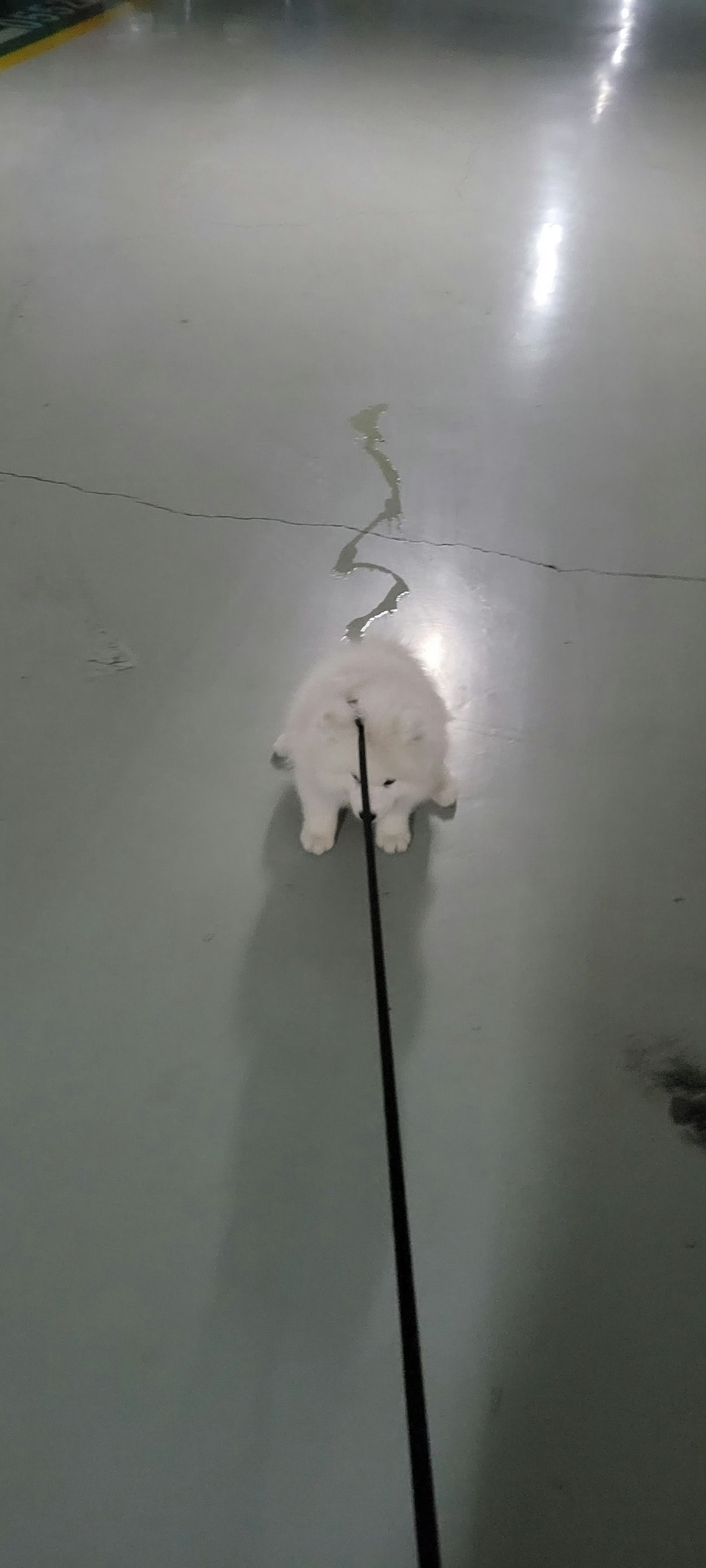 饼的来时路真的很不容易……（对不起那天应该是不知道她在尿尿还拽着走了几步没收住，