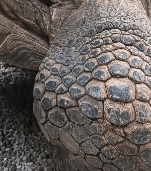 龟虽寿，有竟时。何况人生三万天，但愿且行且珍惜。