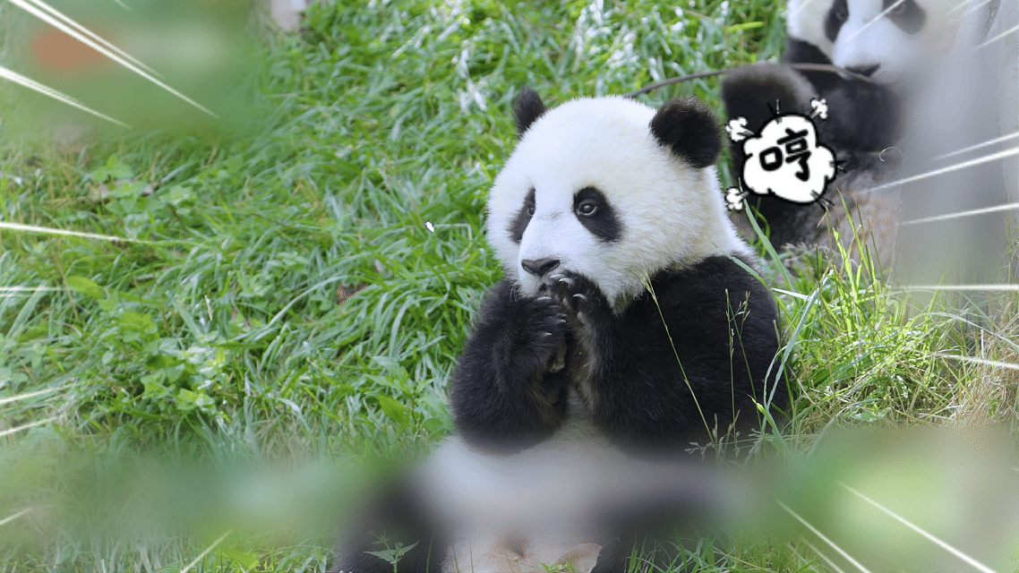 熊猫医生在阿坝日行数万步 从晨曦初露到夜幕深沉，熊猫医生们用一次次细致检查与随时