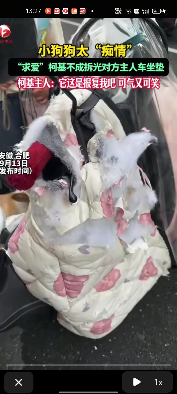 9月11日，安徽合肥。痴情狗狗求爱遭拒，遭到公狗报复，狗主人看了直接气笑。

主