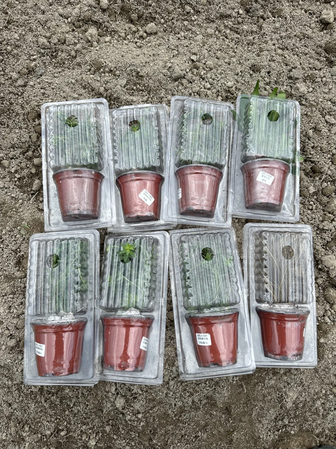 植物开箱：柳穿鱼、紫黑石竹烟煤、苔草野马
