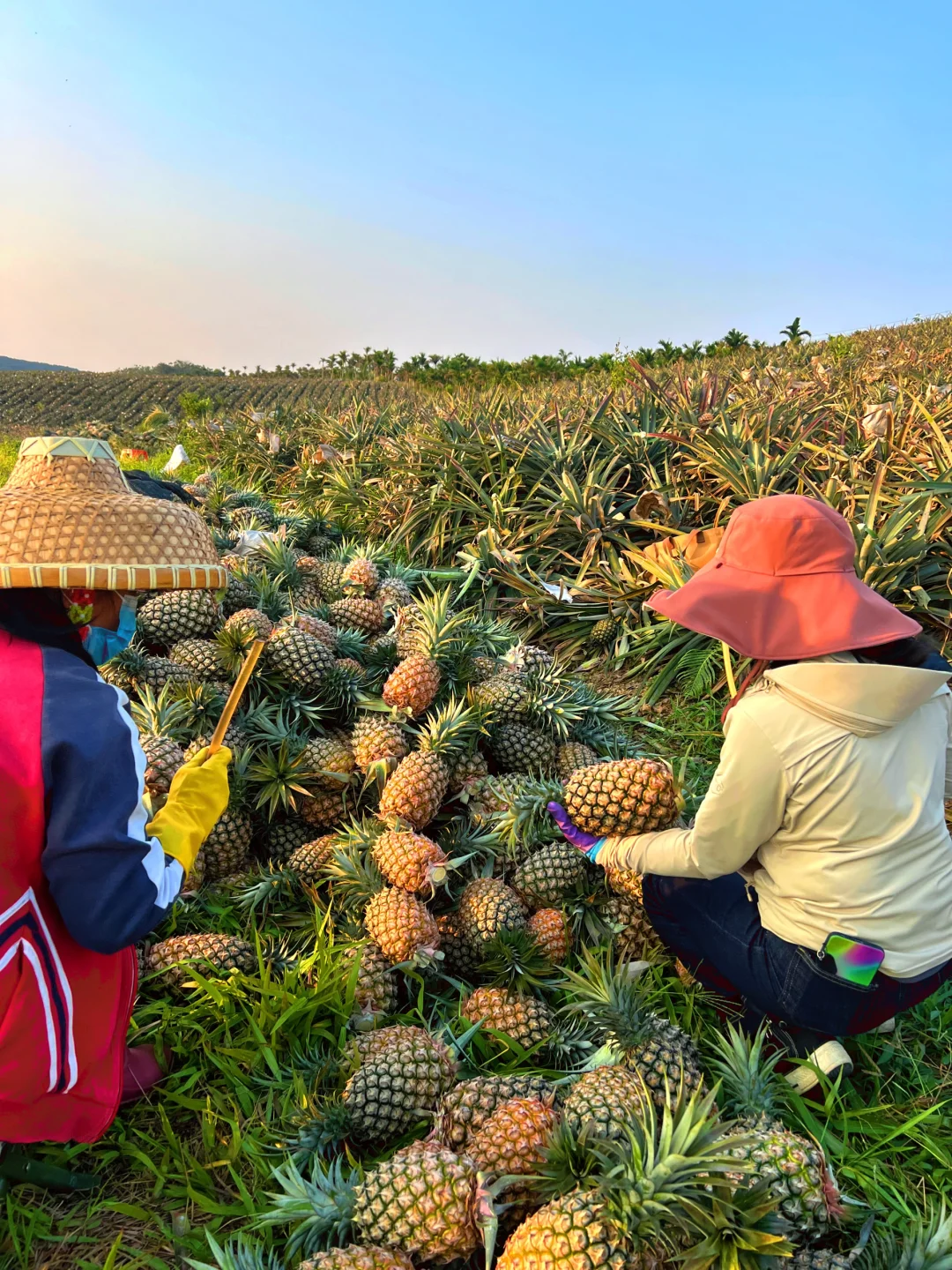 据说只有百分之10的人能吃到树上熟的凤梨！