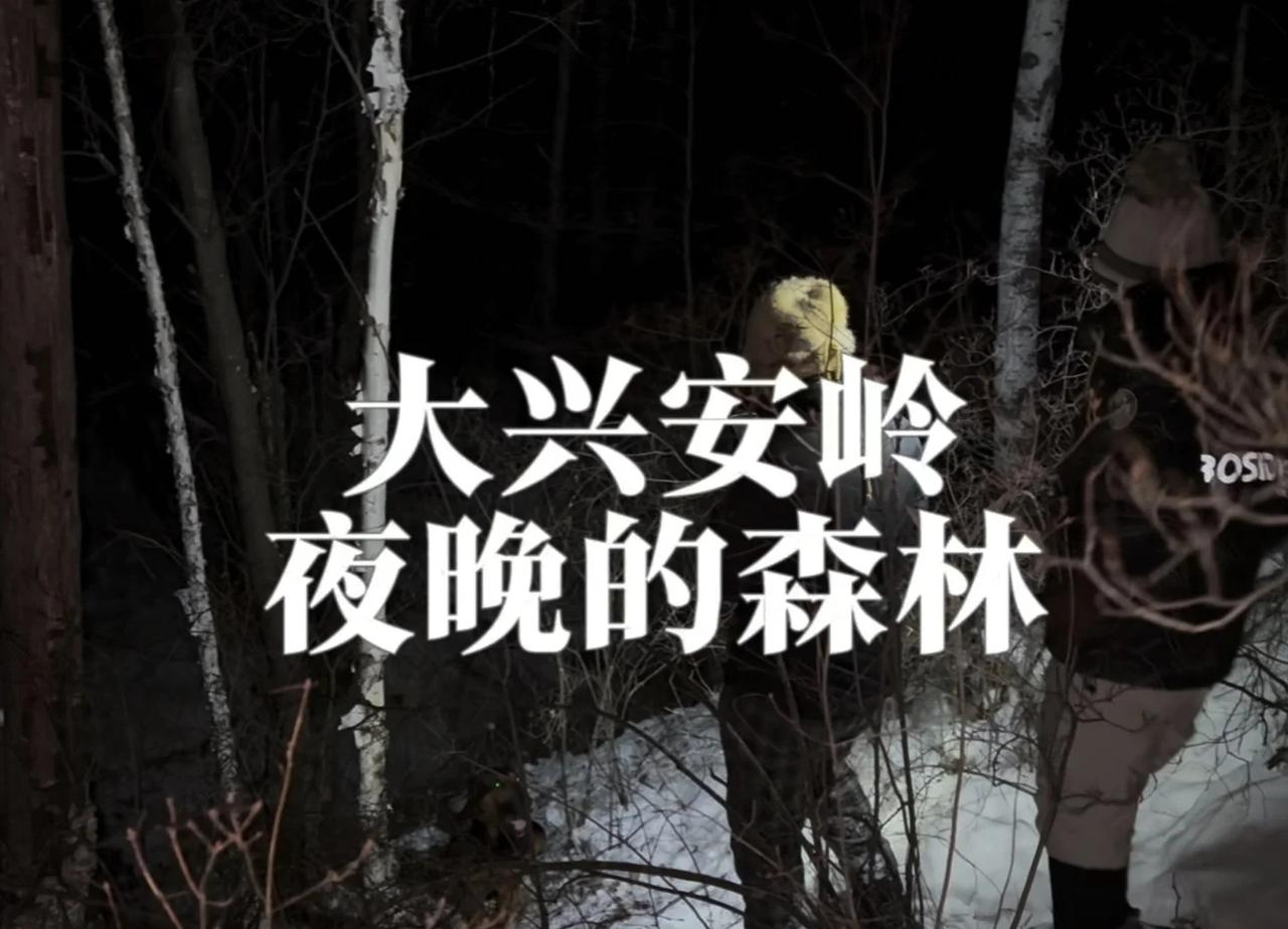 大兴安岭的夜晚，森林里有什么？
乌漆麻黑的森林里传来阵阵叫声……大兴安岭 大兴安