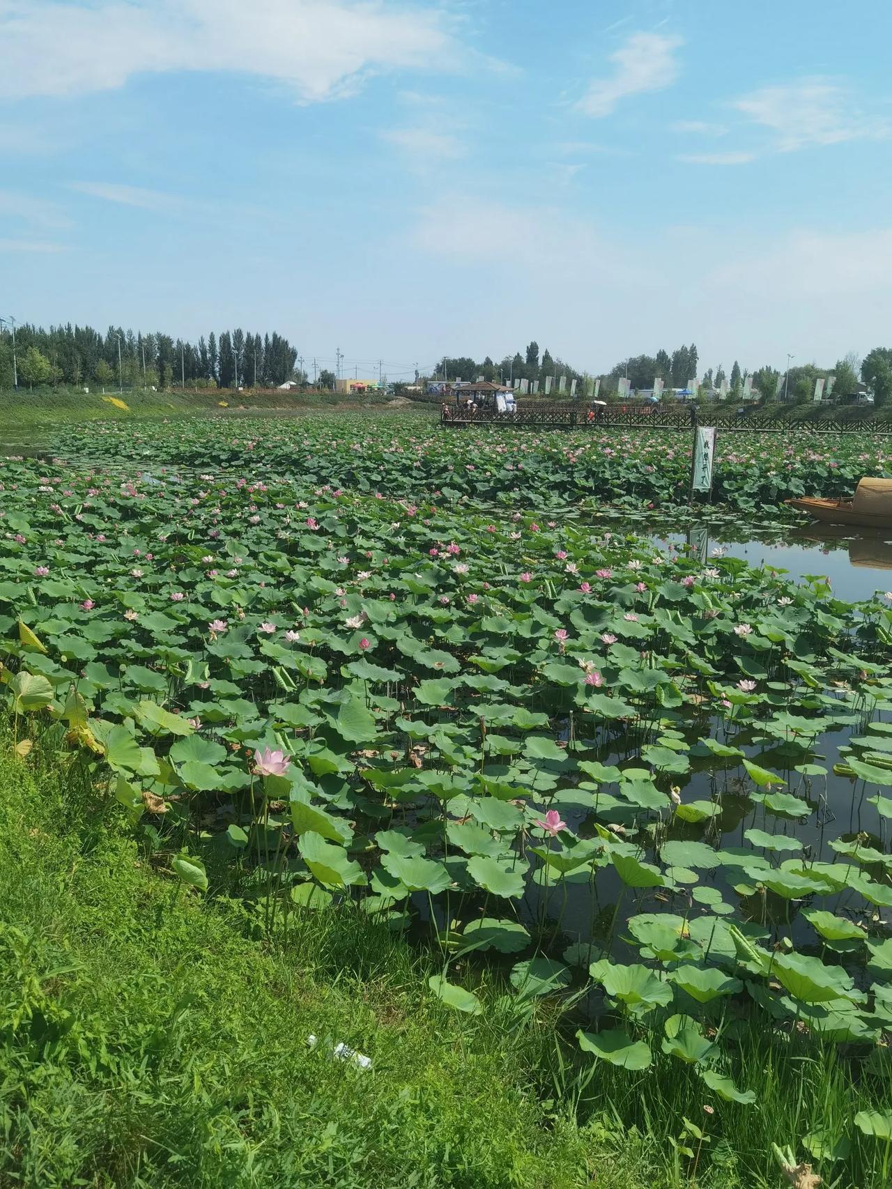 荷叶圆圆，莲花香香，没想到在新疆也有荷塘，这是一个叫贝乡原名叫红泉的一个乡村，离