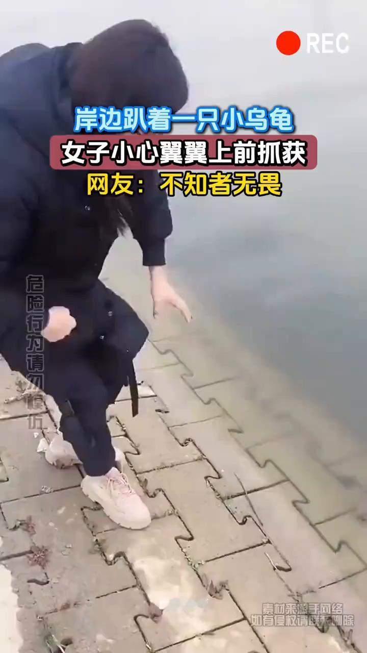 岸边趴着一只小乌龟，女子小心翼翼上前抓获。网友：不知者无畏。
发布时间：2021