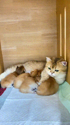 恁瞅瞅这只金渐层母猫，自个儿明明还是个没长大的宝宝，却早早当上妈了。你看它那温柔