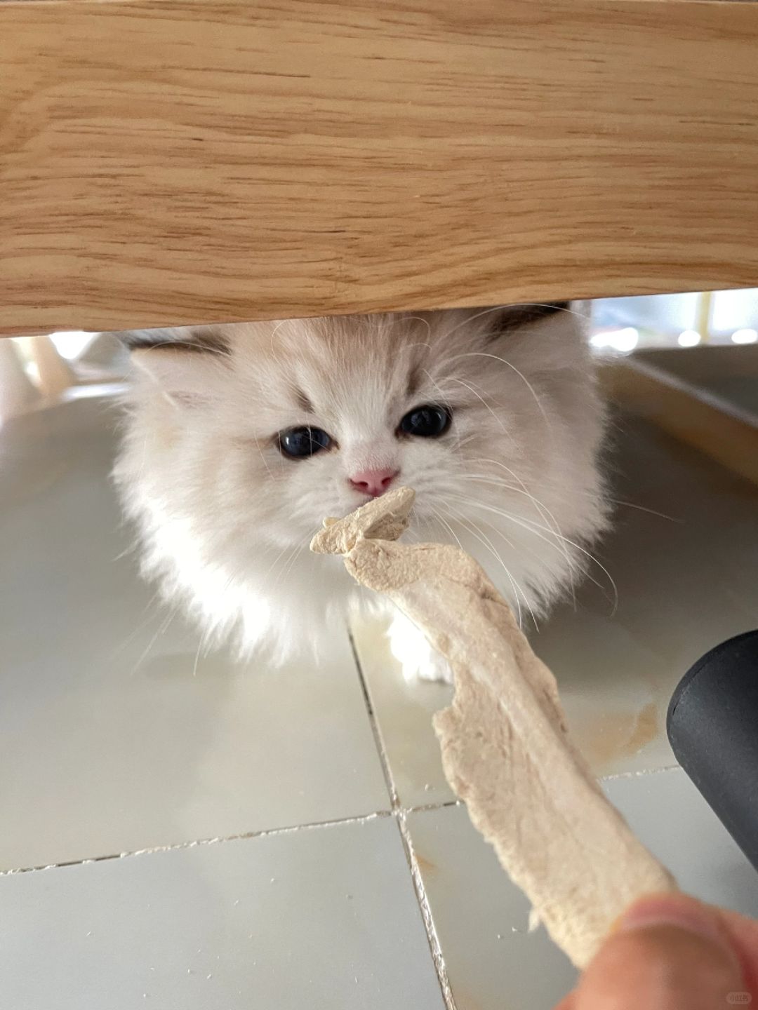 冻干是钓小猫最好的“饵料”