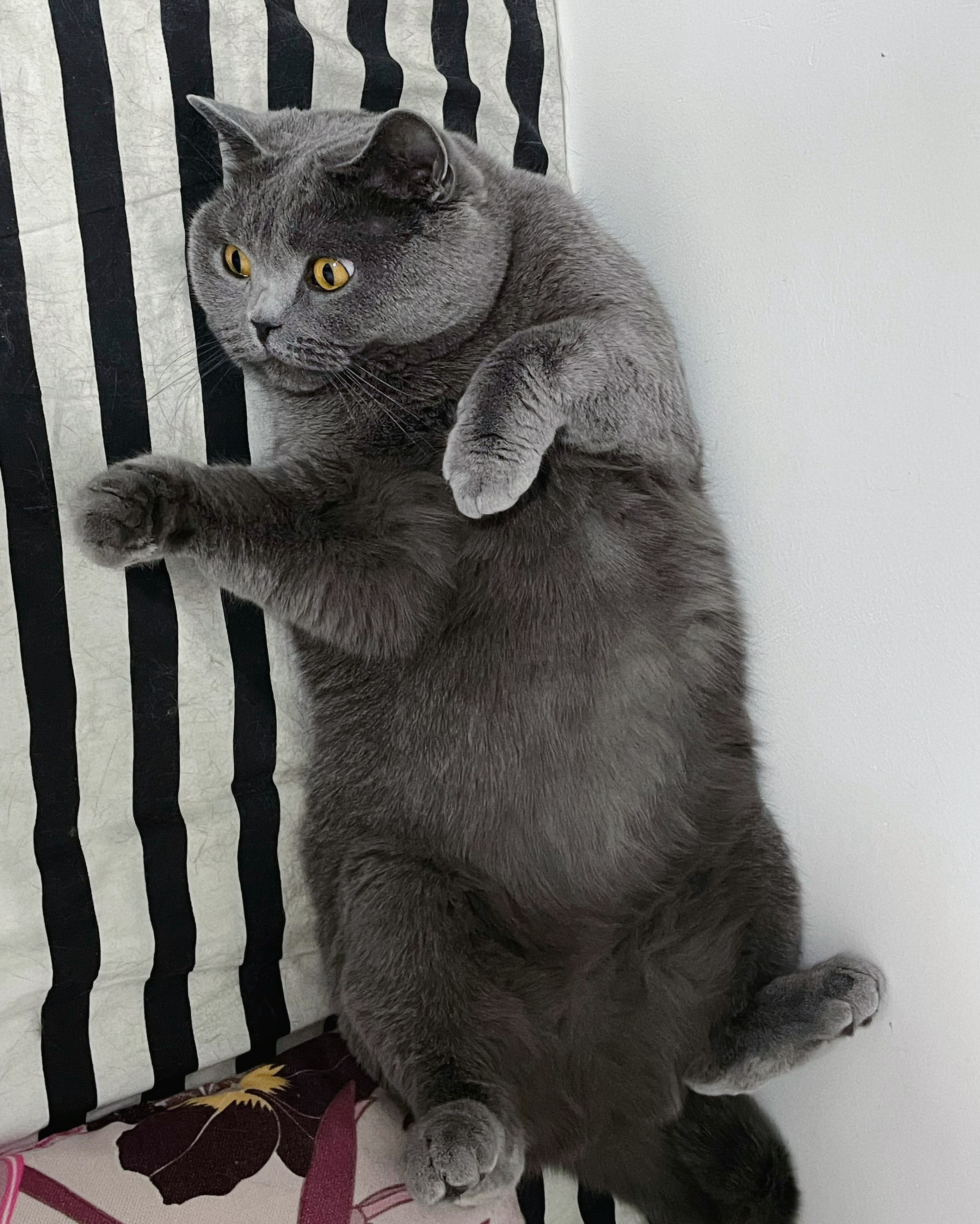 大胖咪🐱 