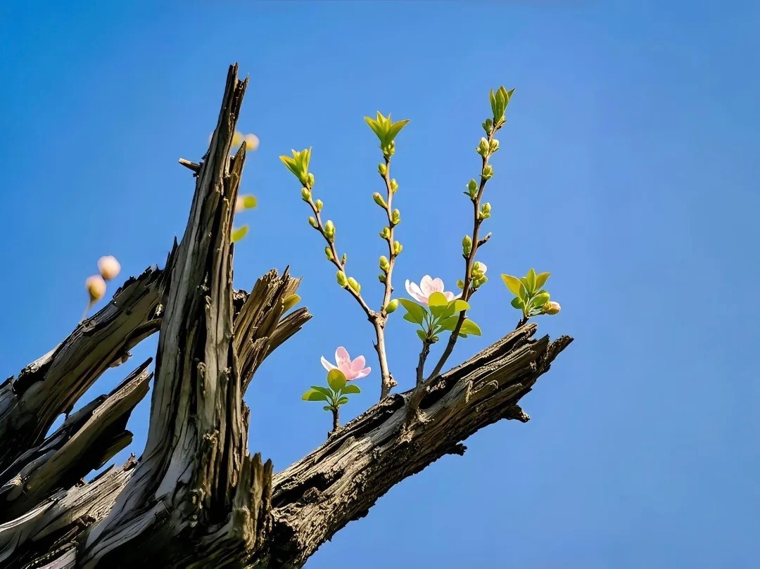 愿所有努力，都有温柔的回应。 