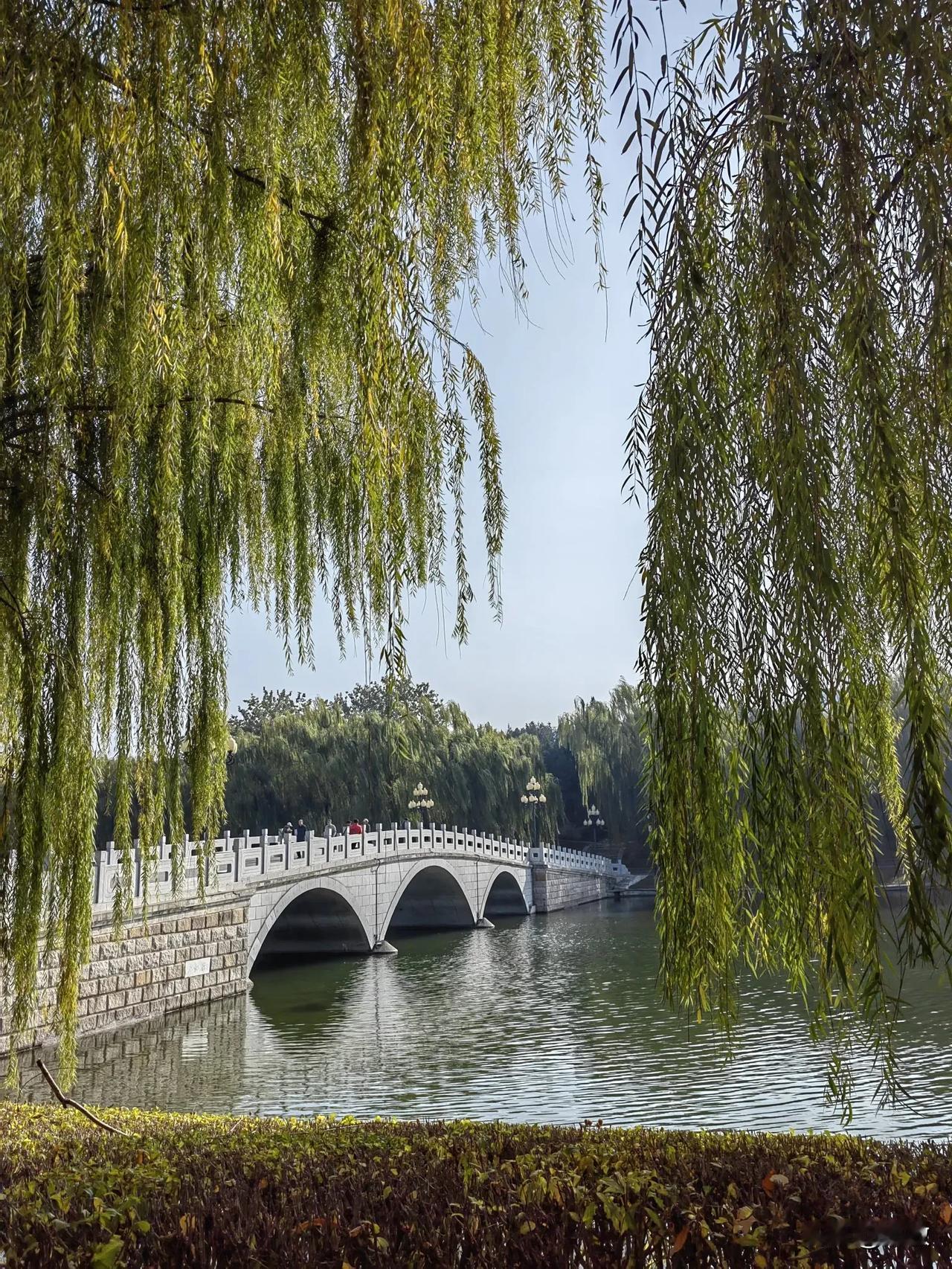 #我到陶然亭公园赏秋叶#
天气预报说今天北京市普降小雨☔️，气温要下降5、6℃呢