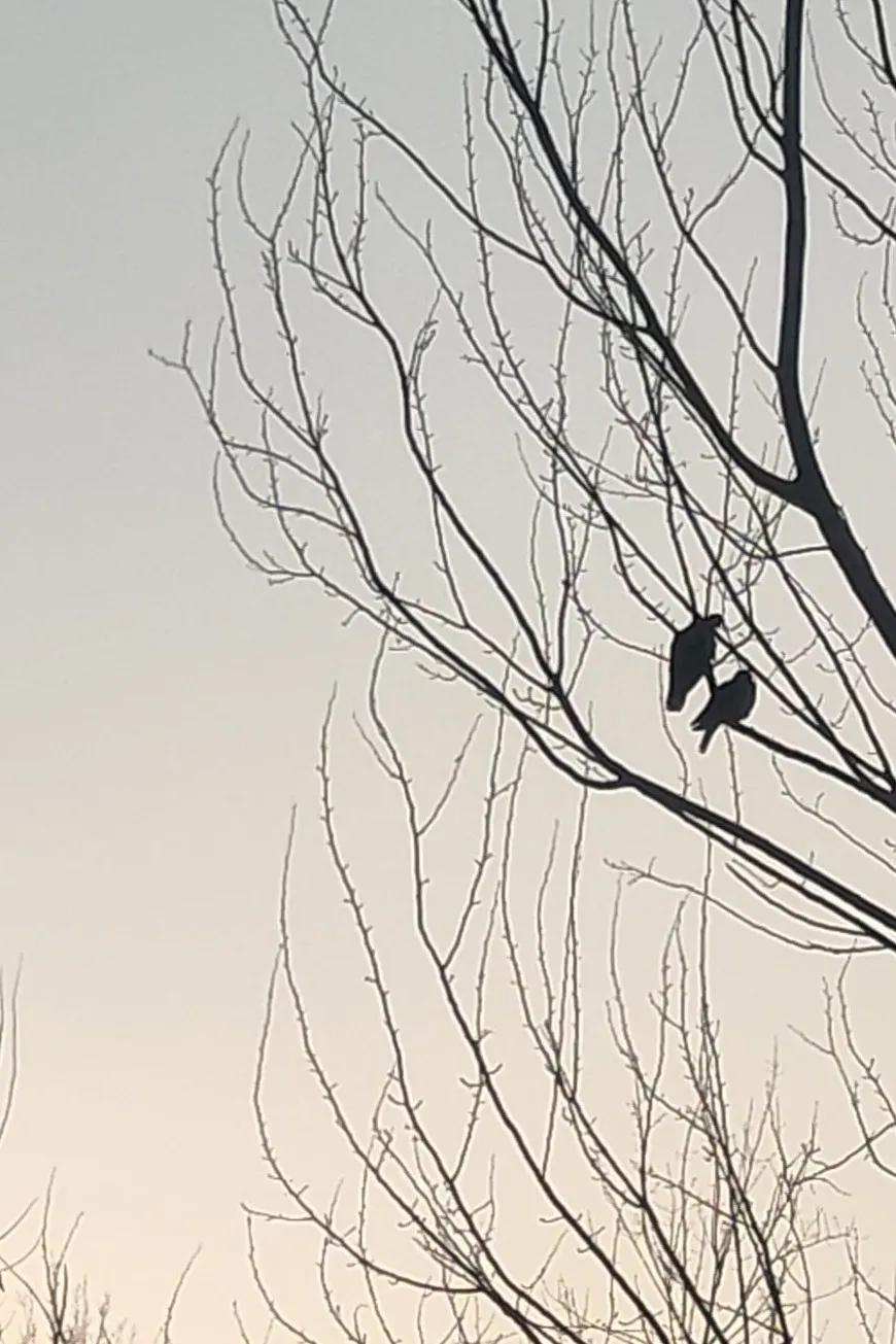 夕阳西下，鸟儿归巢。两只野鸽子落在树枝上，挨得很近，像是在交谈着什么。随后，其中