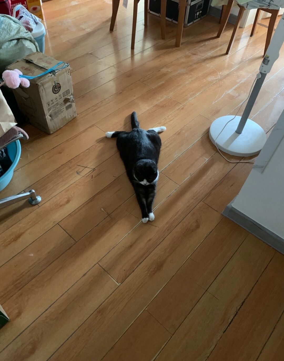猫都知道三角形具有稳定性[doge] ​​​