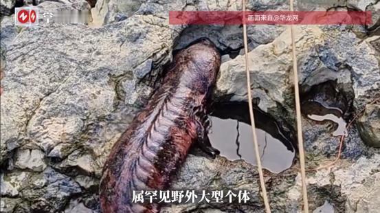 “幸亏发现及时！”重庆一大哥在乌江附近干活时，突然发现身旁石头缝有动静，起初，他