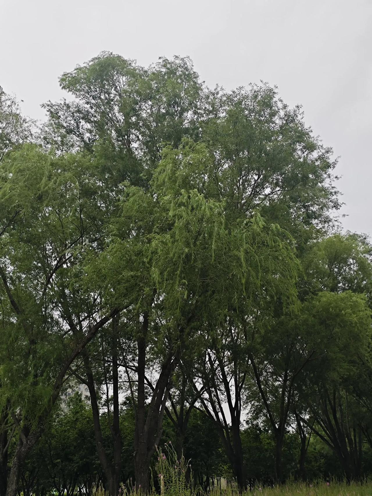 初秋的清晨，小雨淅淅沥沥地下着，我在雨中漫步。看着百年大树无忧无虑地长得郁郁葱葱