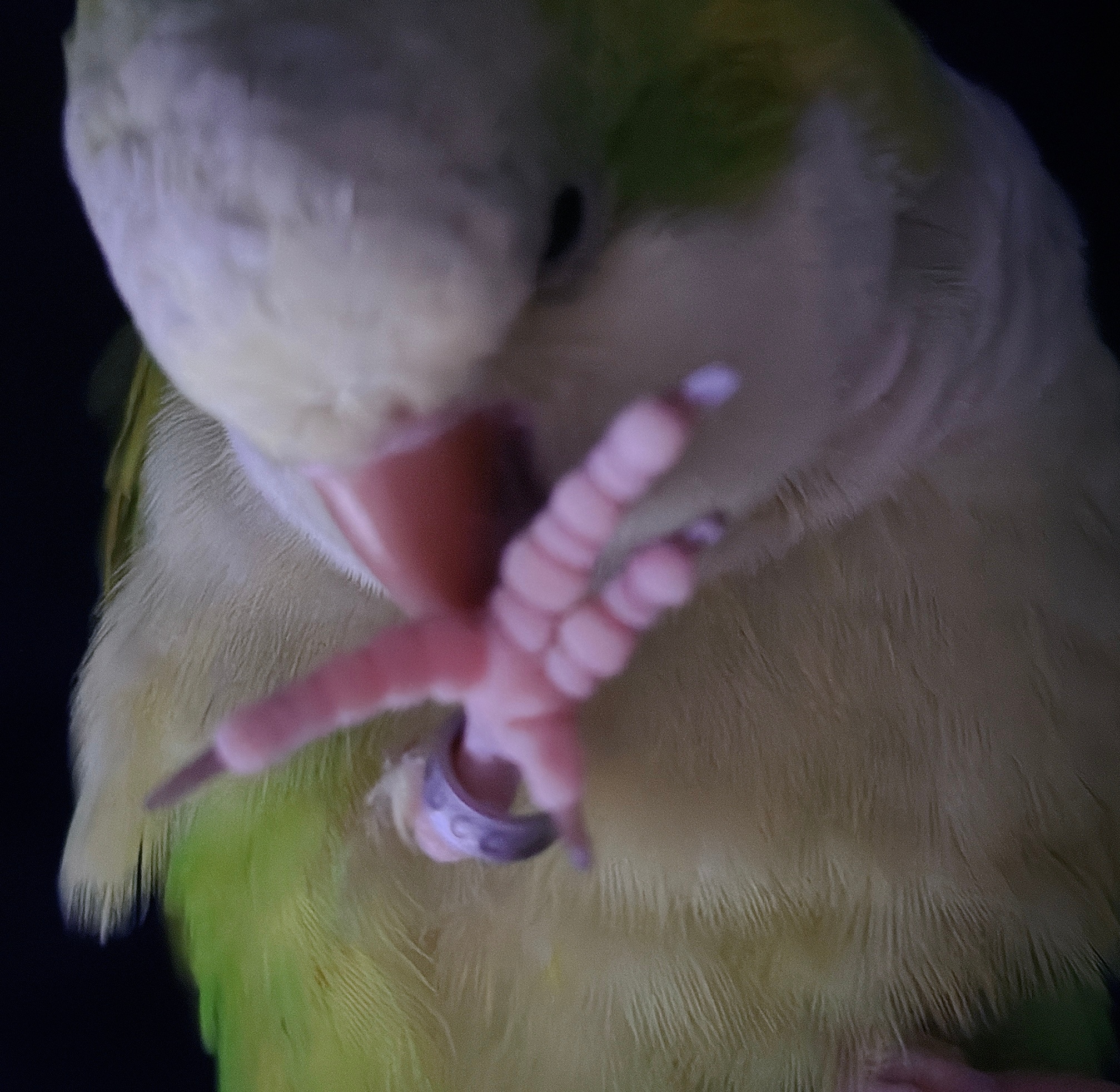 臭鸡。 