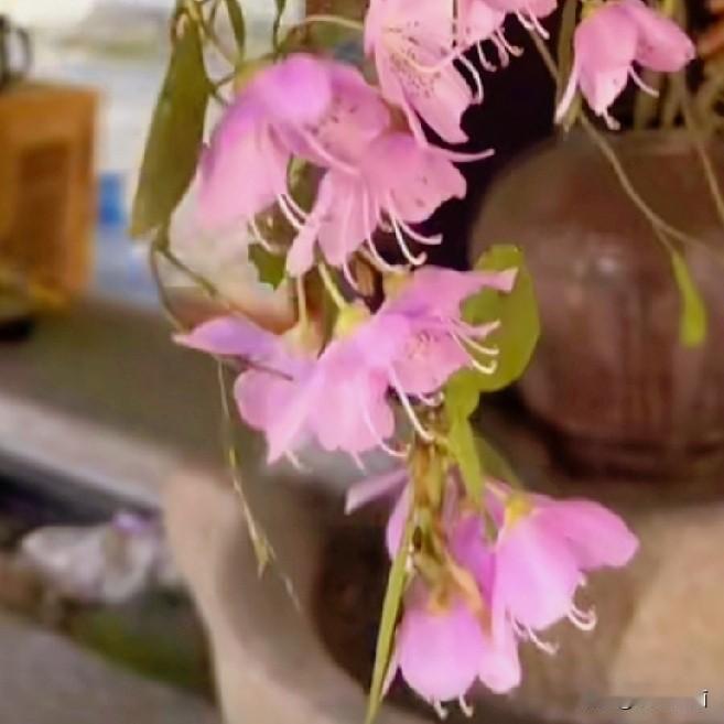 风雨中落魄，本能地逃避，来不及思考。
为了更好的有质量的活着，去跑步，去种花赏花