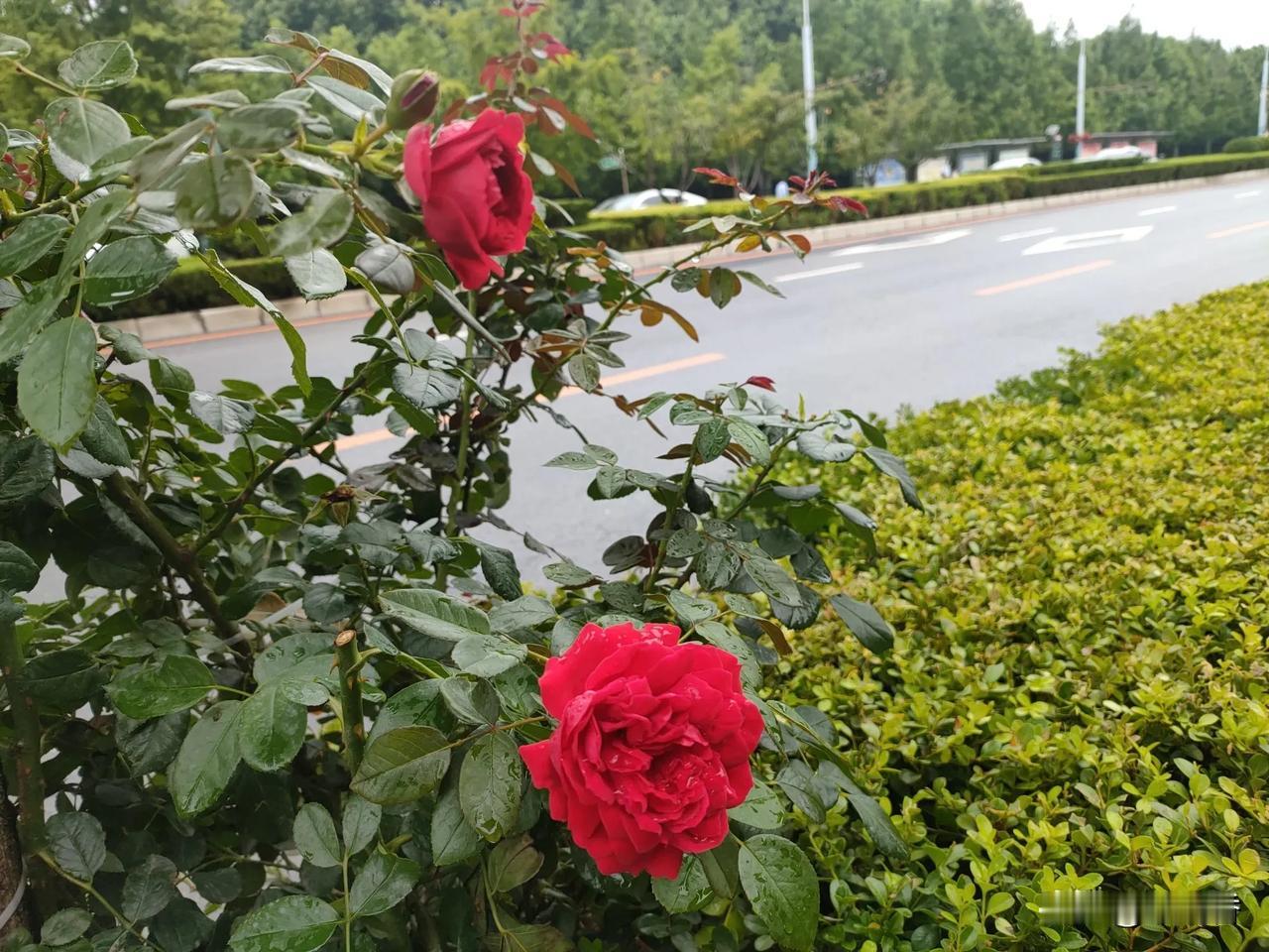 随手拍的花分享