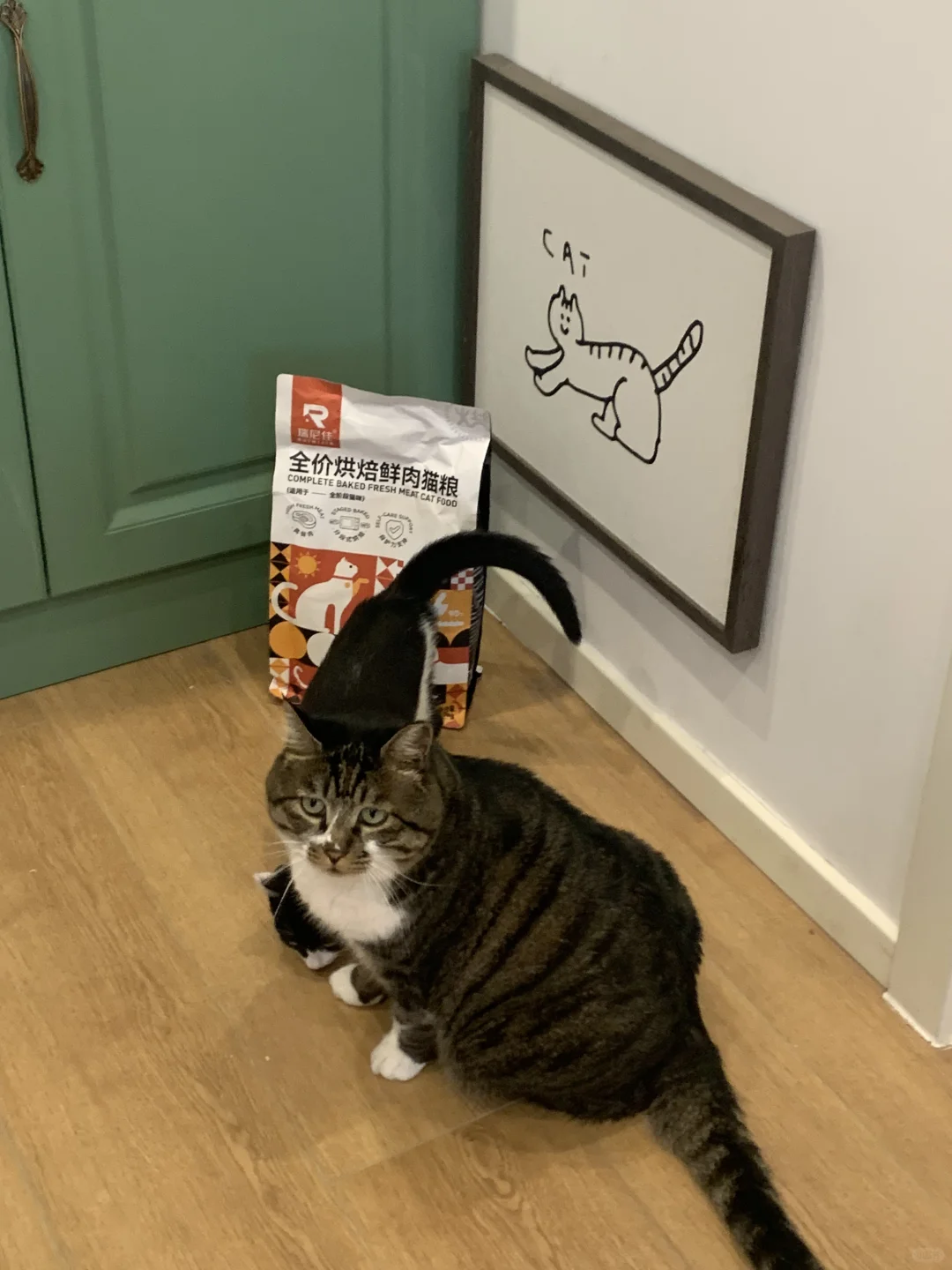 千万不要头脑一热就冲动养猫啊❗️