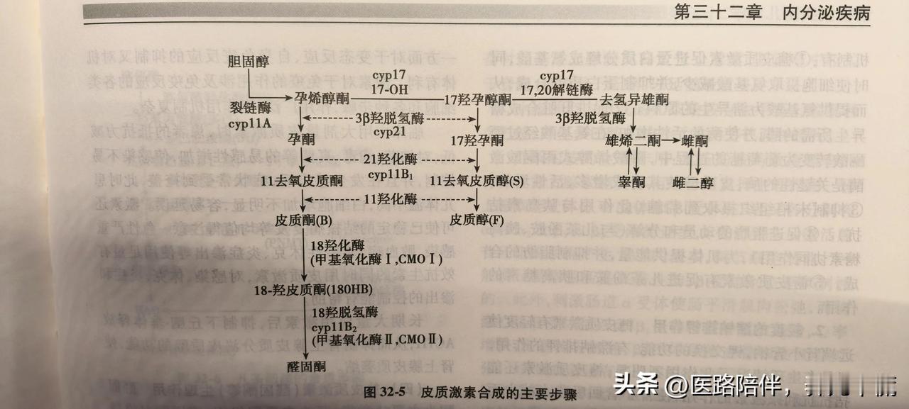 线上会议主题是肾上腺疾病，打开《诸福棠实用儿科学》，发现皮质激素合成主要步骤太难