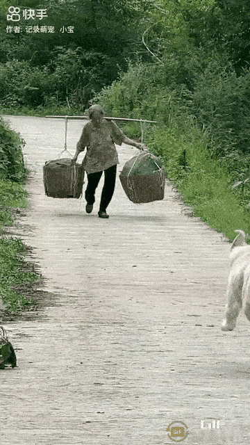 这个狗太懂人性了，看见老人挑着一担东西回来，赶紧上前叫老人将东西放下来，然后这个