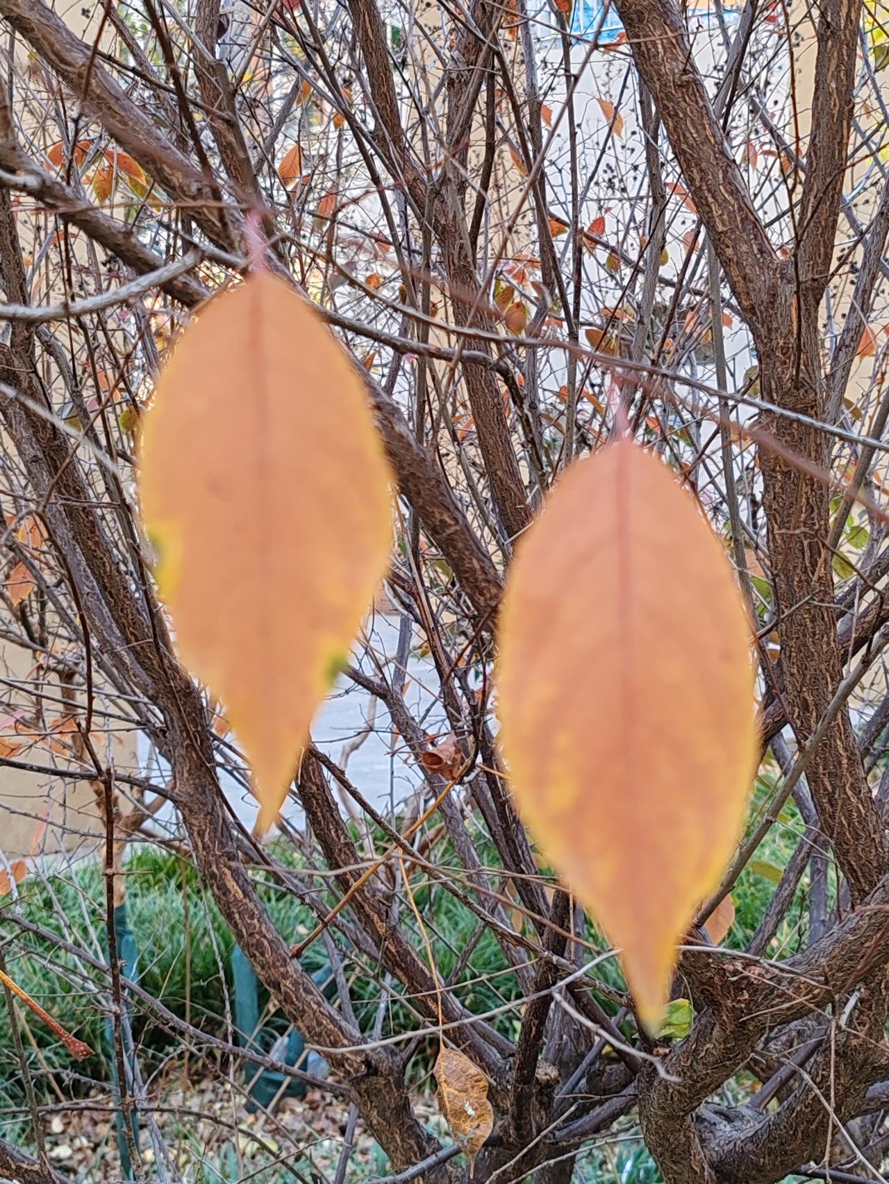 一张图证明冬天来了落叶秃果残树，季节时光冬日。