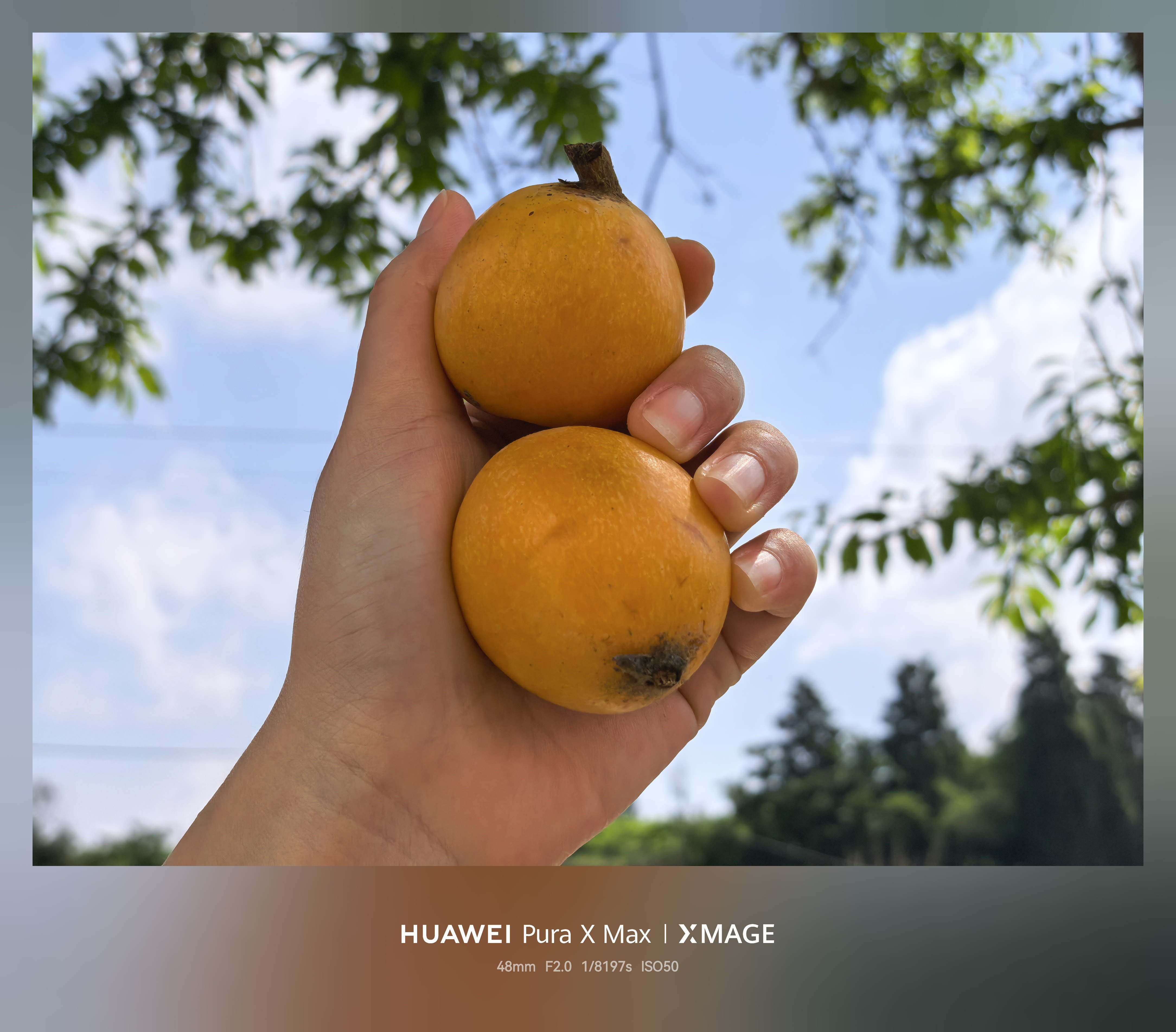 又到了吃枇杷的季节了，你们当地应该没我这个水果吧？
