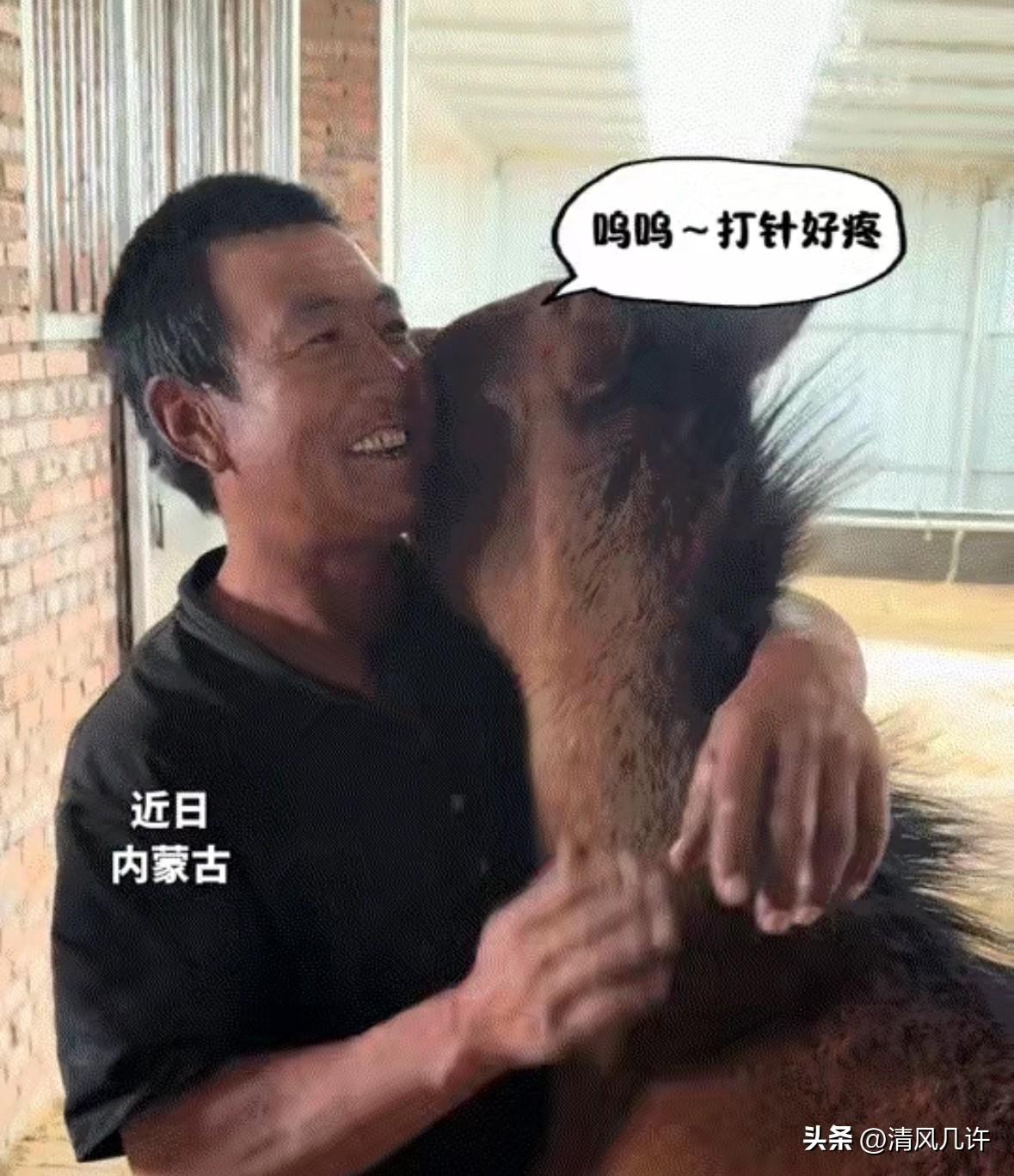 暖心又好笑，内蒙古一兽医来给小马打针，不料小马打完针见到主人来棚里时，竟一头趴在