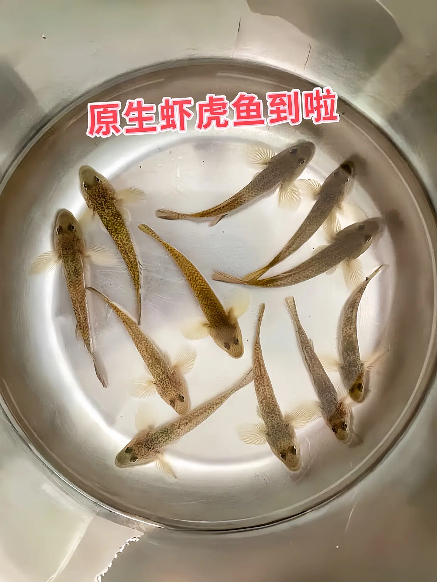 虾虎鱼自带“净化天赋”。它在缸底频繁活动，翻动底砂，能让杂质无处遁形...