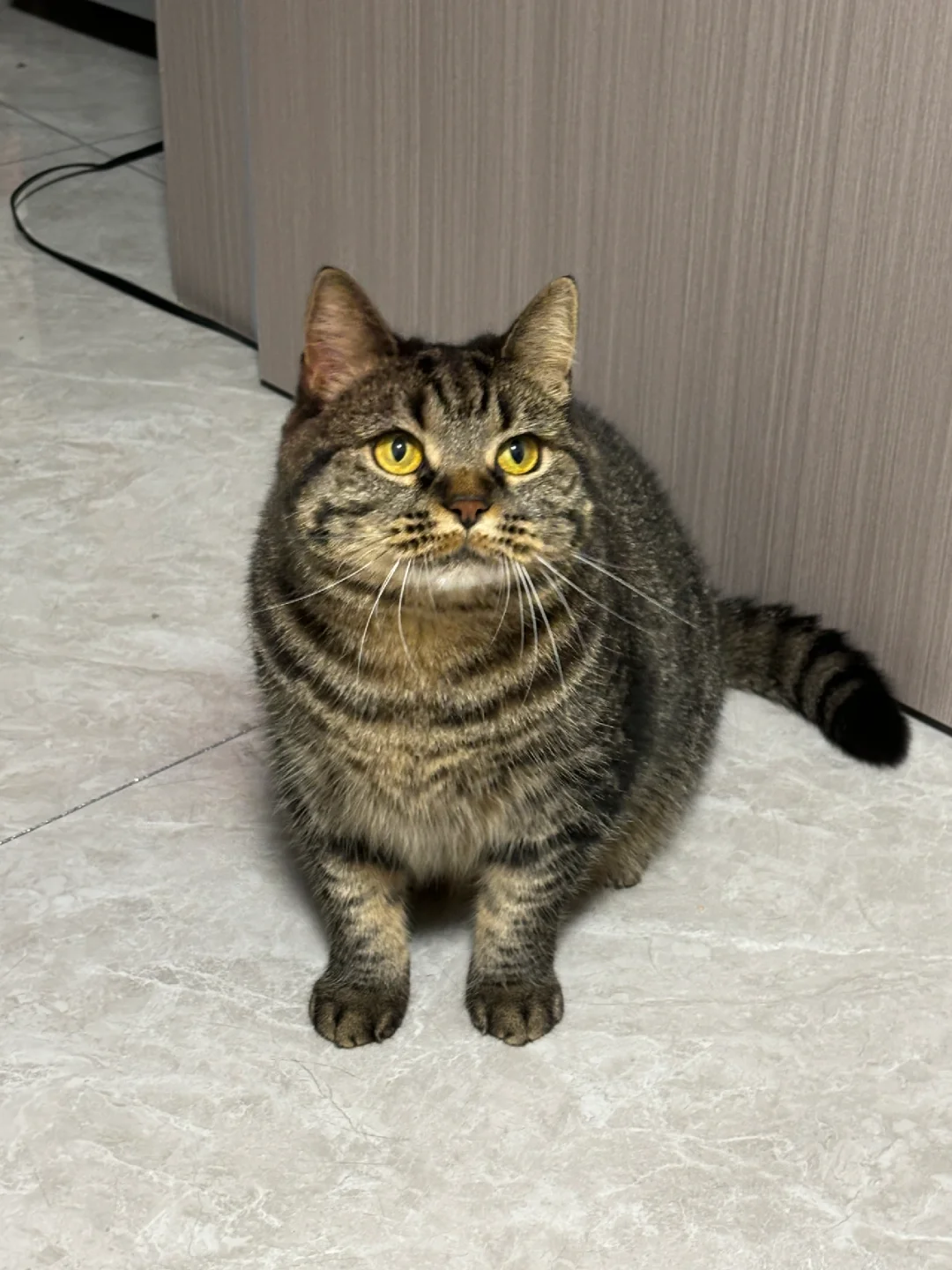大家都说我把猫养的很好