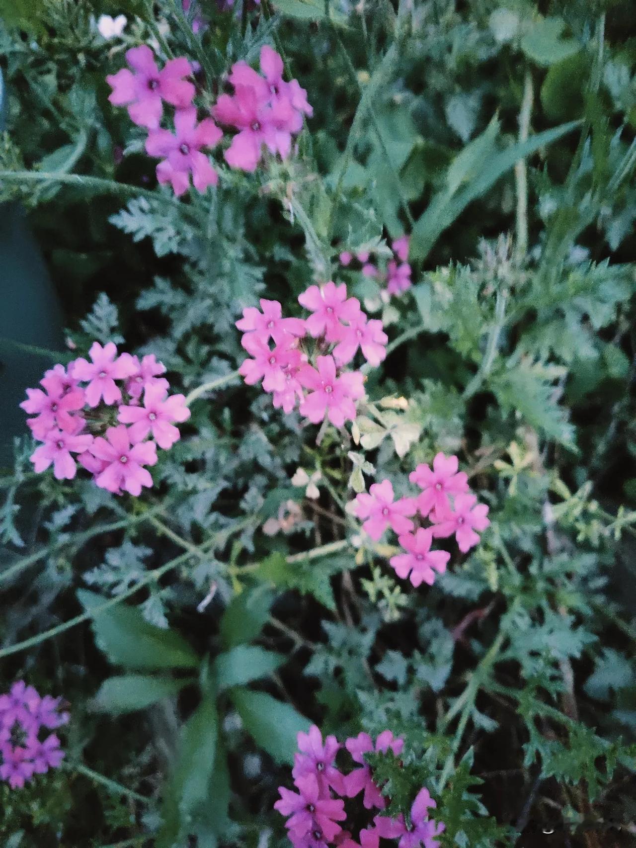 无人问你悲与欢，有花伴你立晨昏